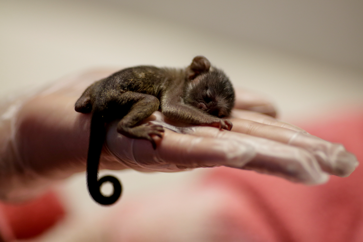 Veterinarian Carine Hanna holds a baby monkey whose mother was rescued by the state environmental police after giving birth, at the Clinidog veterinary clinic, in Porto Velho, Rondonia State, Brazil,