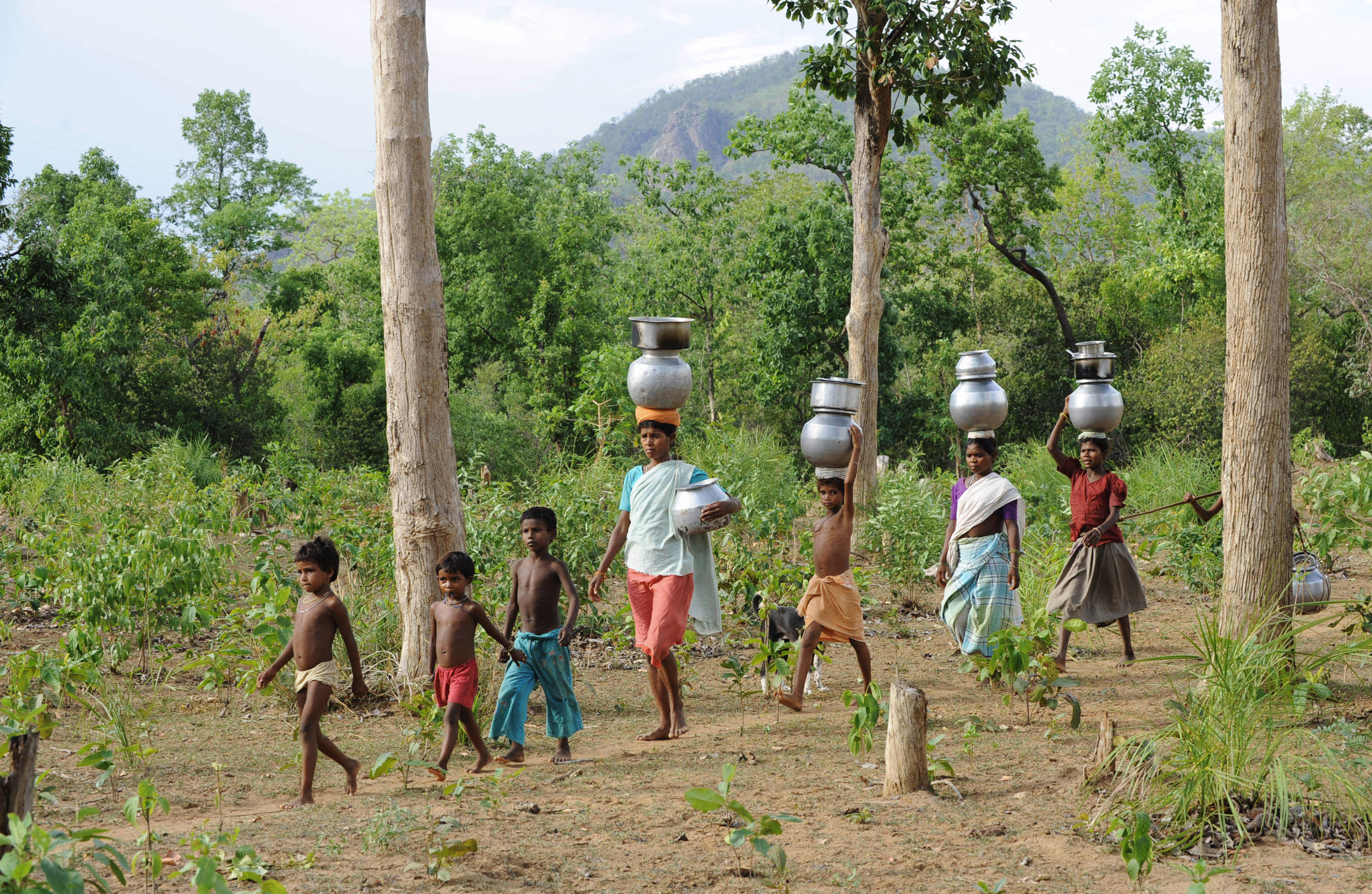 Women and children of the Gond tribe from Chhattisgarh state walk to collect drinking water [File: Noah Seelam/AFP]