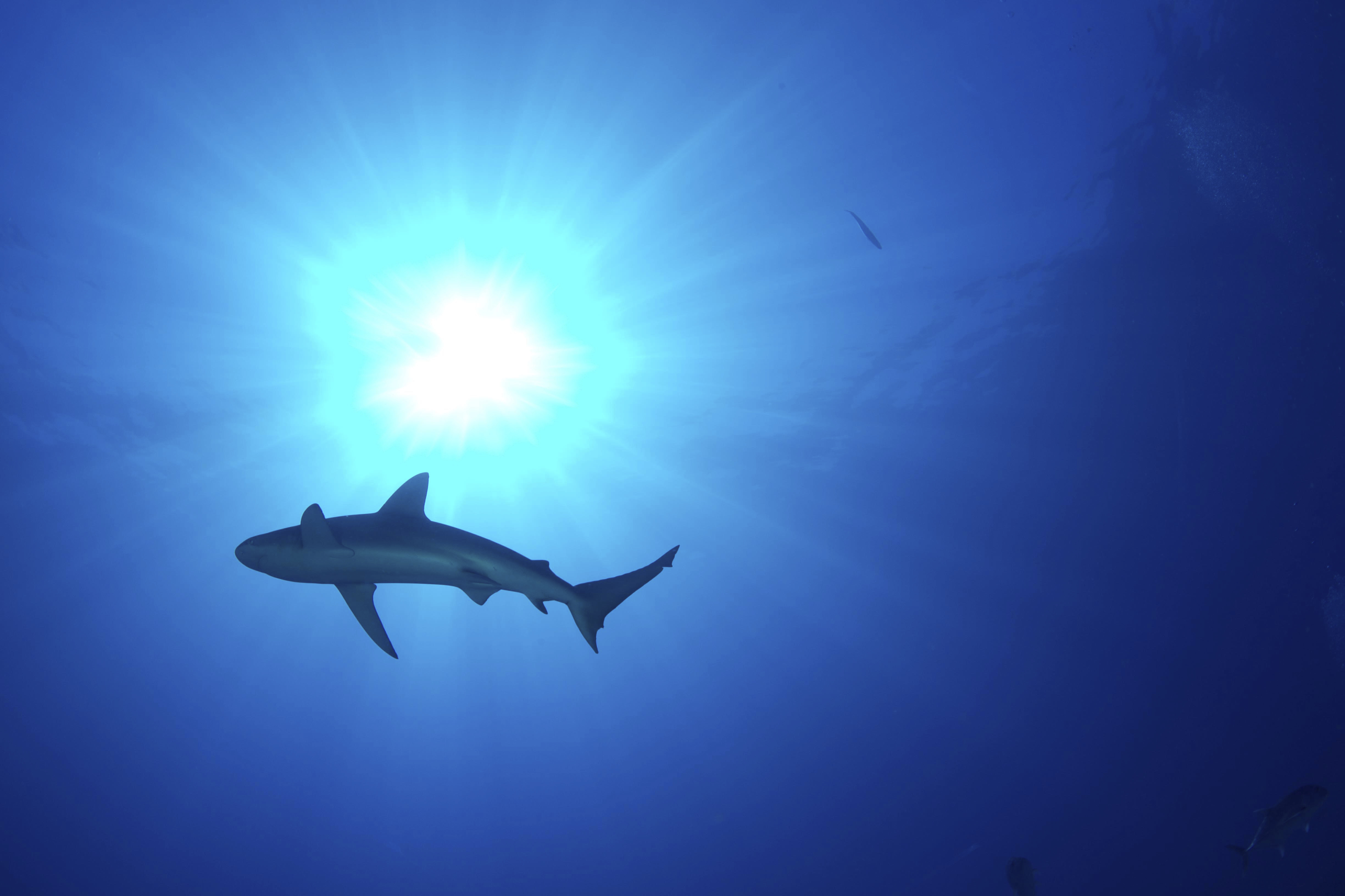 A shark swimming in the ocean with the sun shining through the water behind it