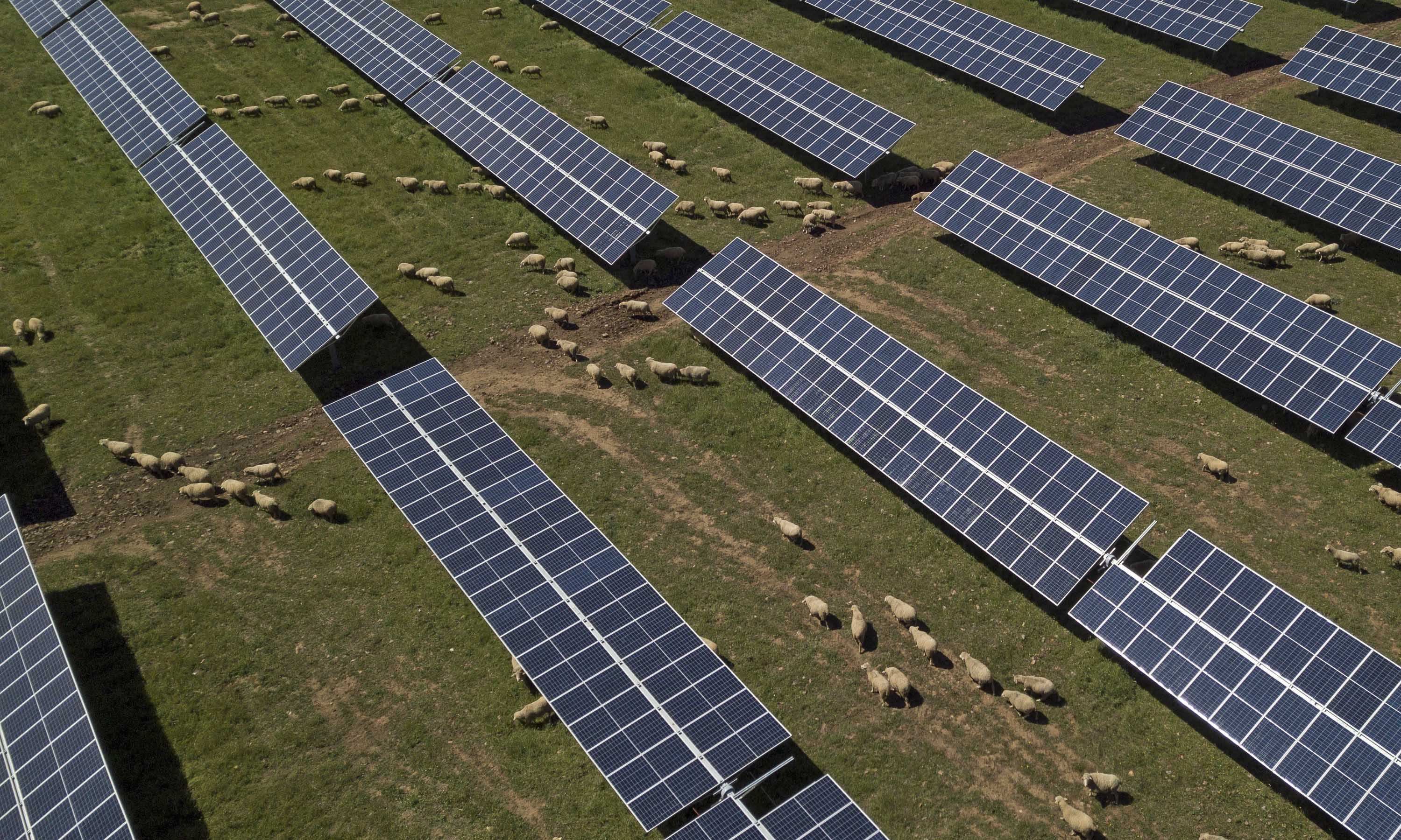 Goats graze in between solar panels in Puertollano, near Ciudad Real, central Spain, on April 10, 2019 [File: Bernat Armangue/AP Photo]