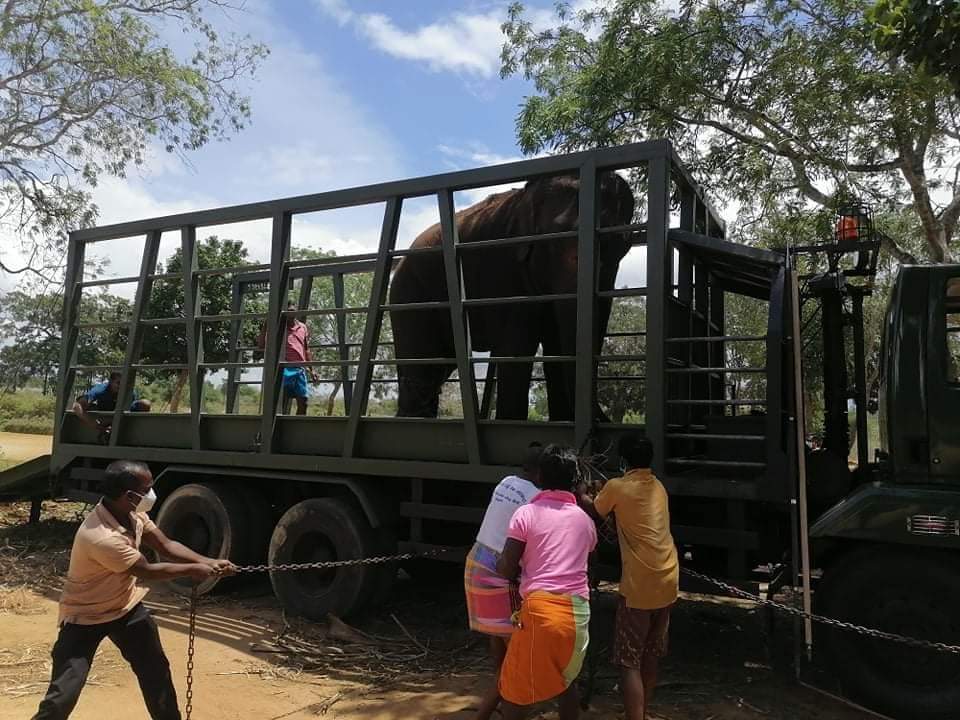 An elephant being taken away from a government shelter [Courtesy: Rally for Animal Rights and Environment]