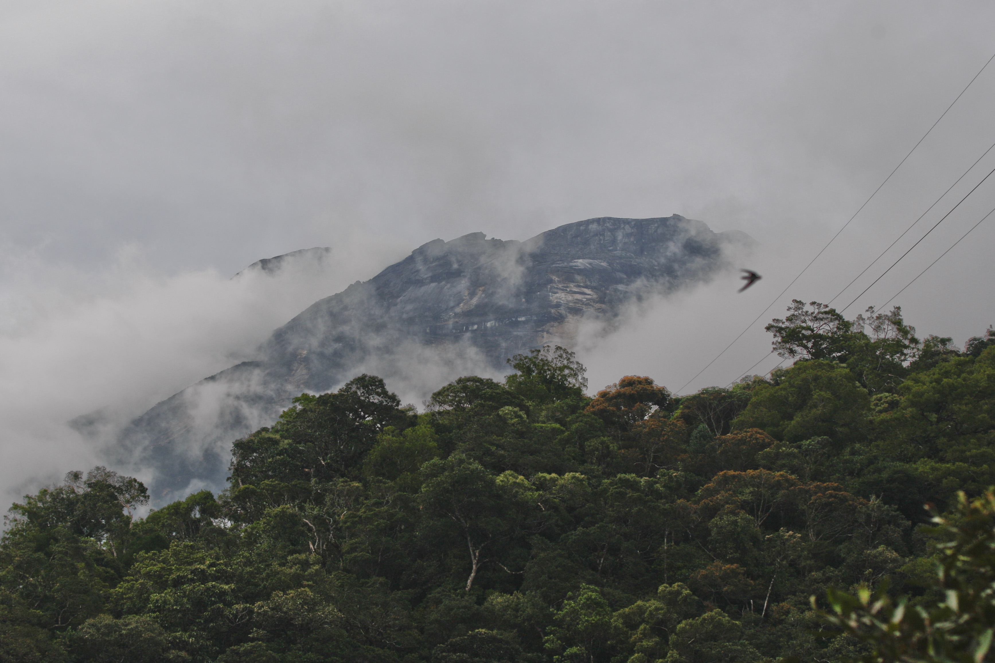 Rainforest in Borneo, Malaysia