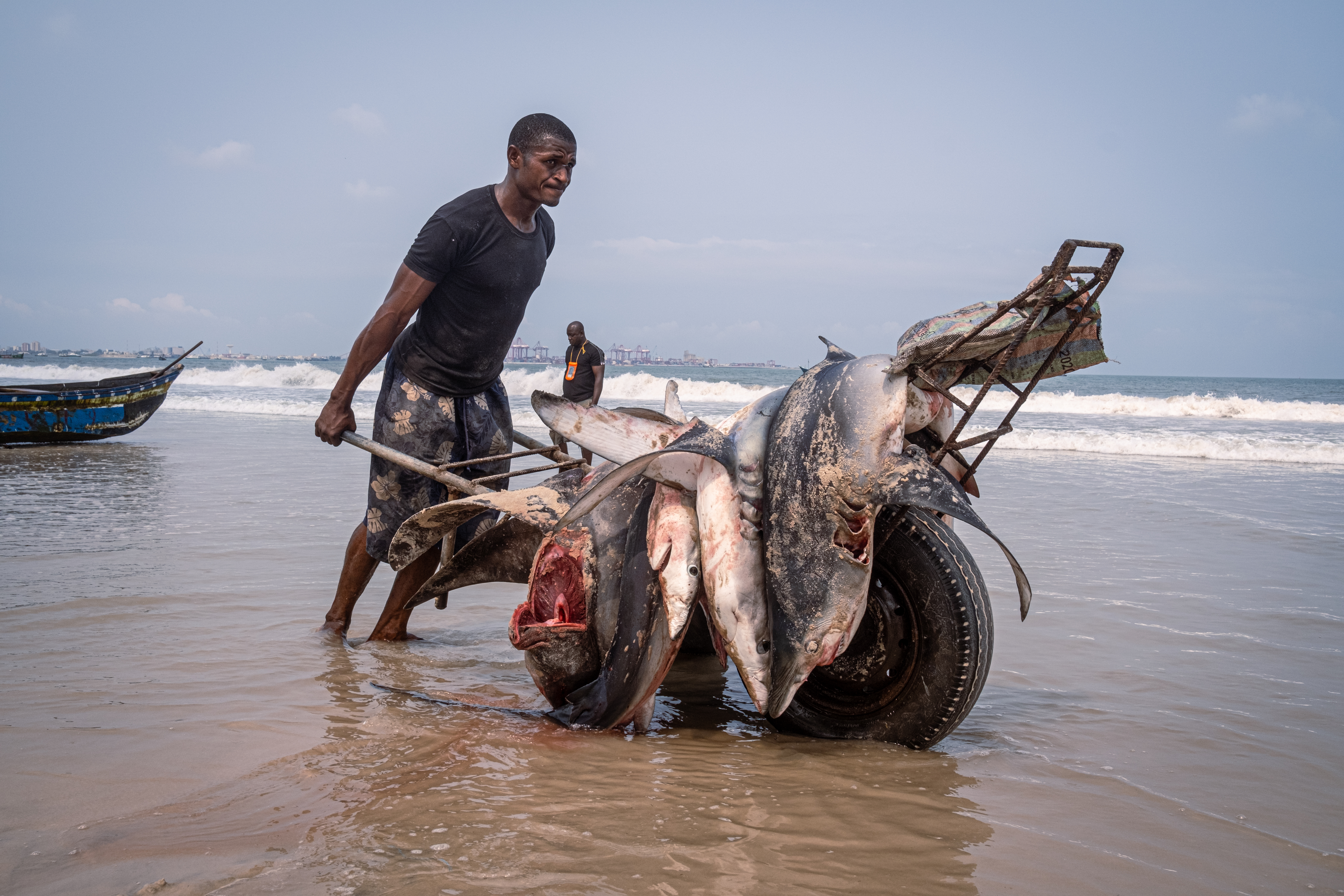 A fisherman struggles to push a wheelbarrow full of sharks that have just been dropped off a pirogue on the beach of Songolo, the fishing district of Pointe-Noire in the Republic of the Congo. Many artisanal fishing crews on the Congolese coast specialise in shark fishing [Marco Simoncelli/Al Jazeera]