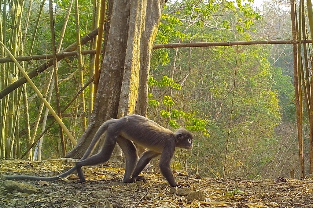 Ghostly monkey or trachypithecus popa of the Popa langur species walking in the North Zamari Wildlife Sanctuary in Myanmar's Bago region.