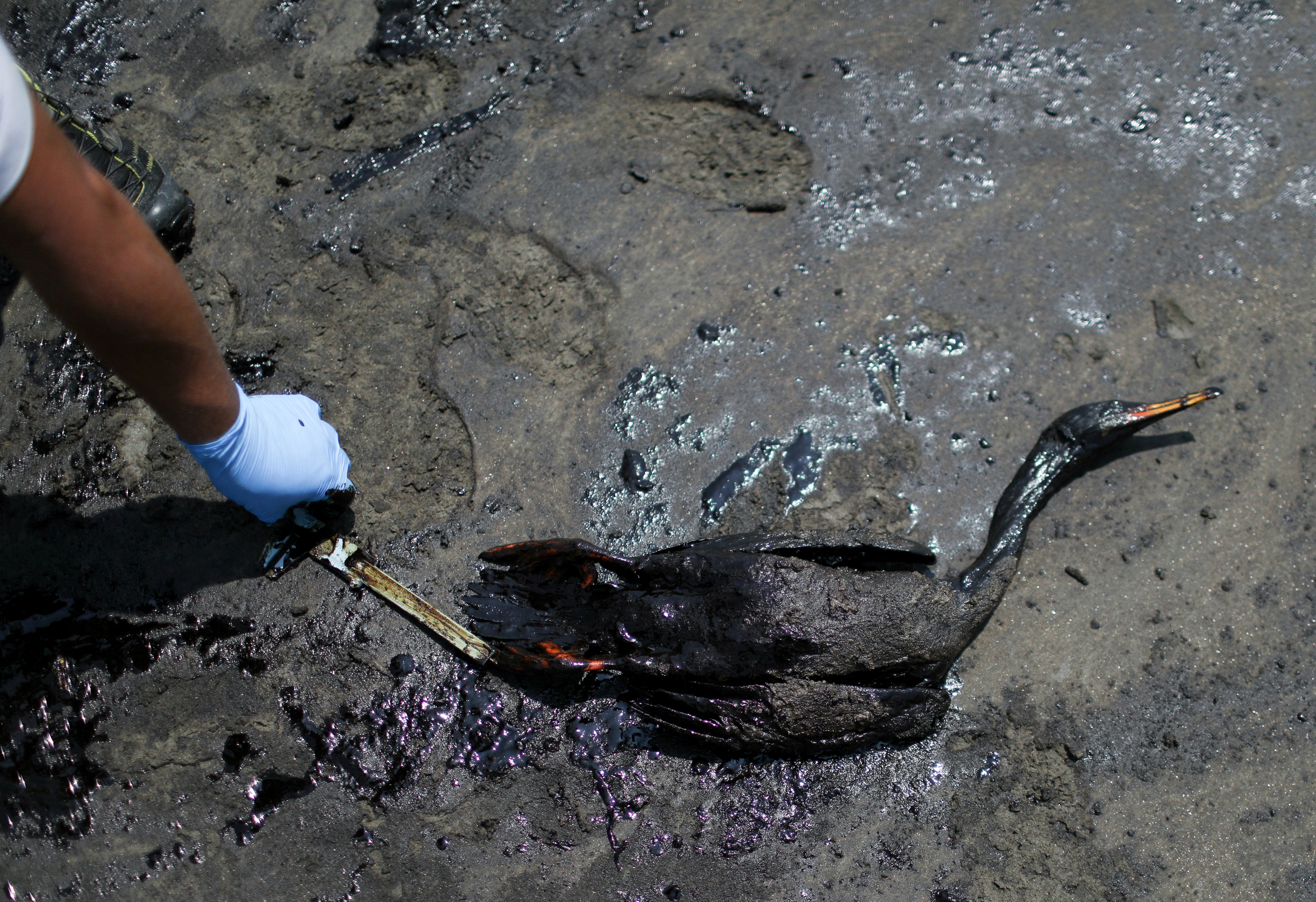 A dead bird lies on a beach during a clean-up in Ventanilla, Peru