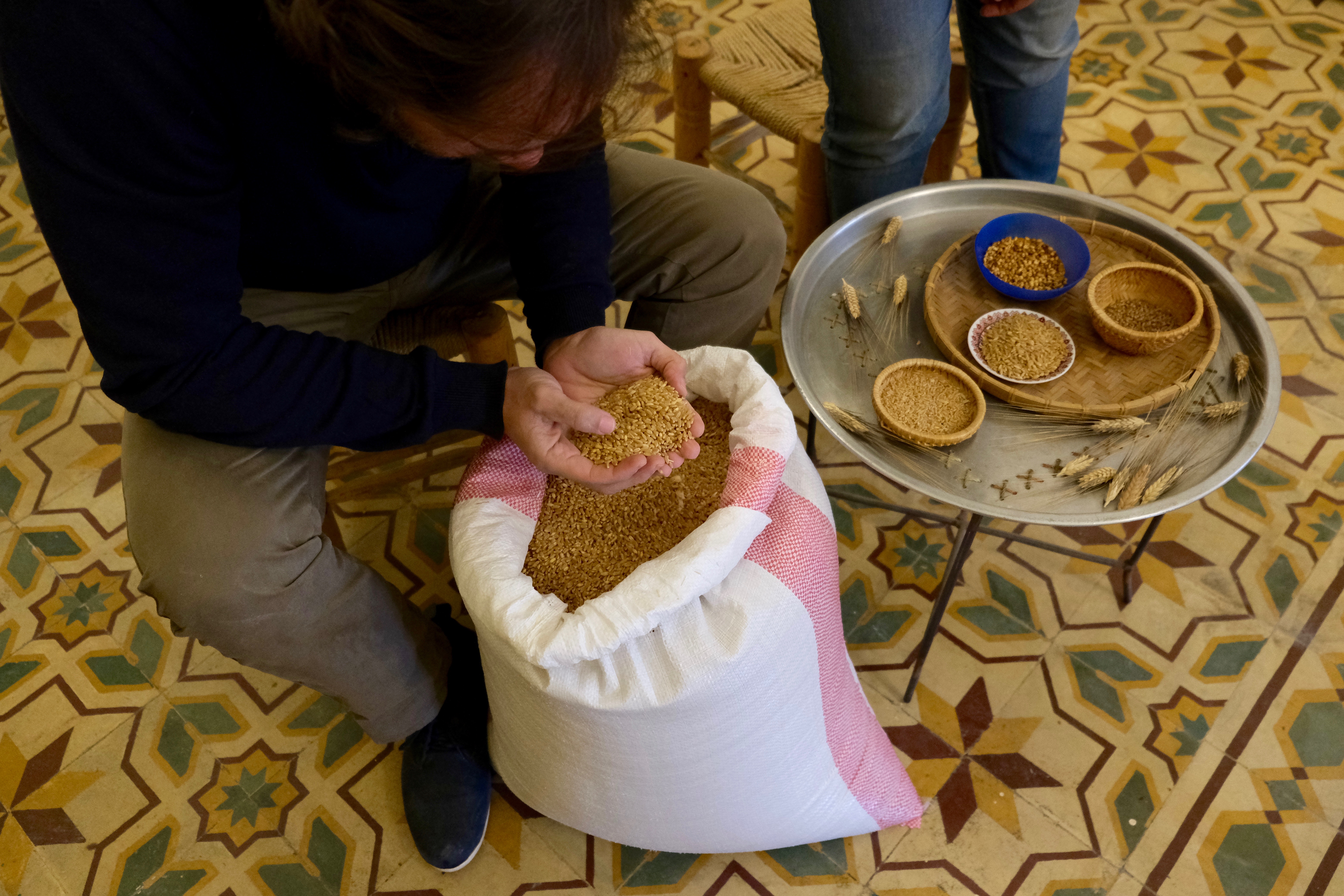 Rabee Zureikat inspects wheat seeds 