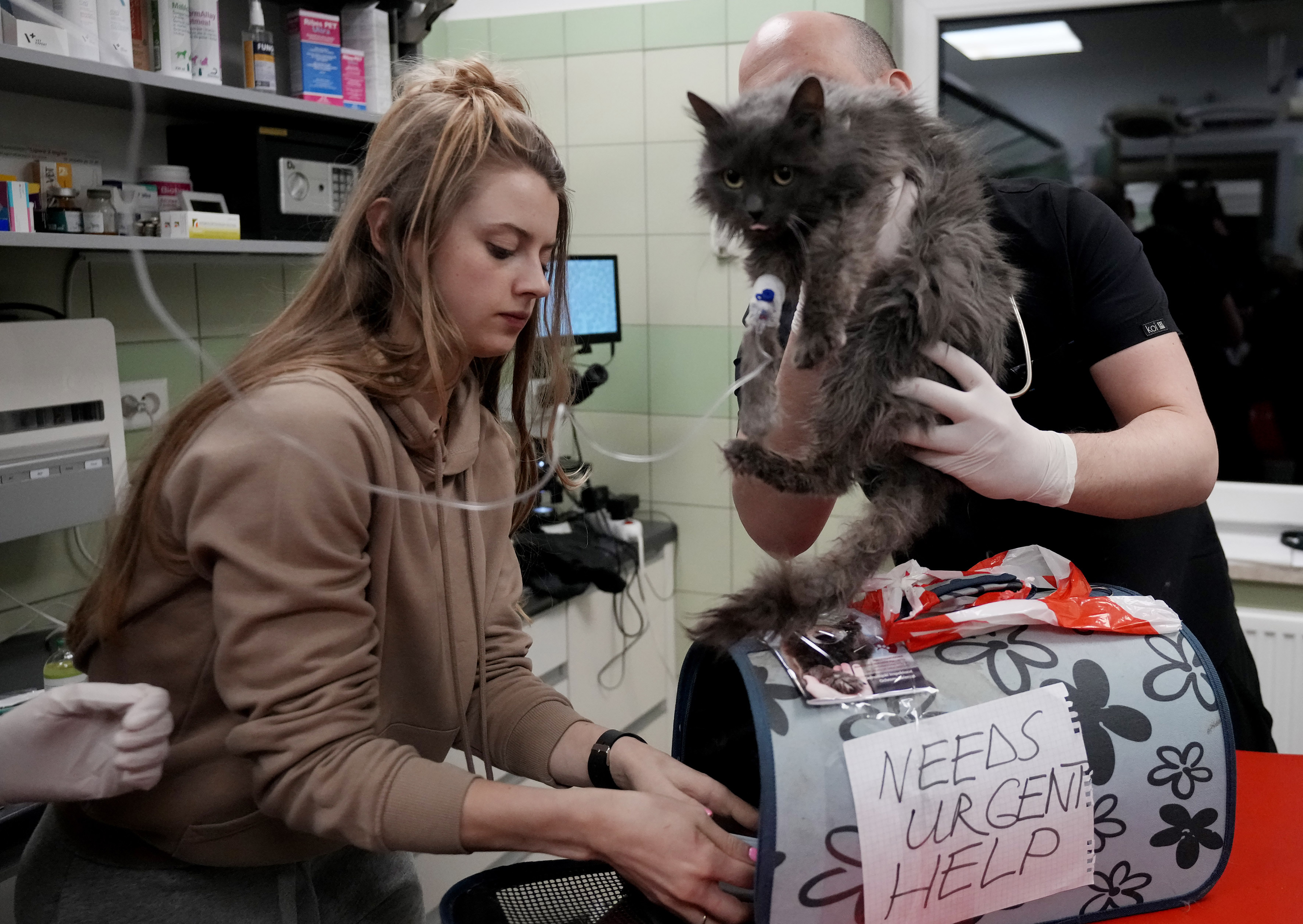 Doctors and volunteers take care of dozens of dogs and cats arriving from Ukraine at night to Przemysl, Poland