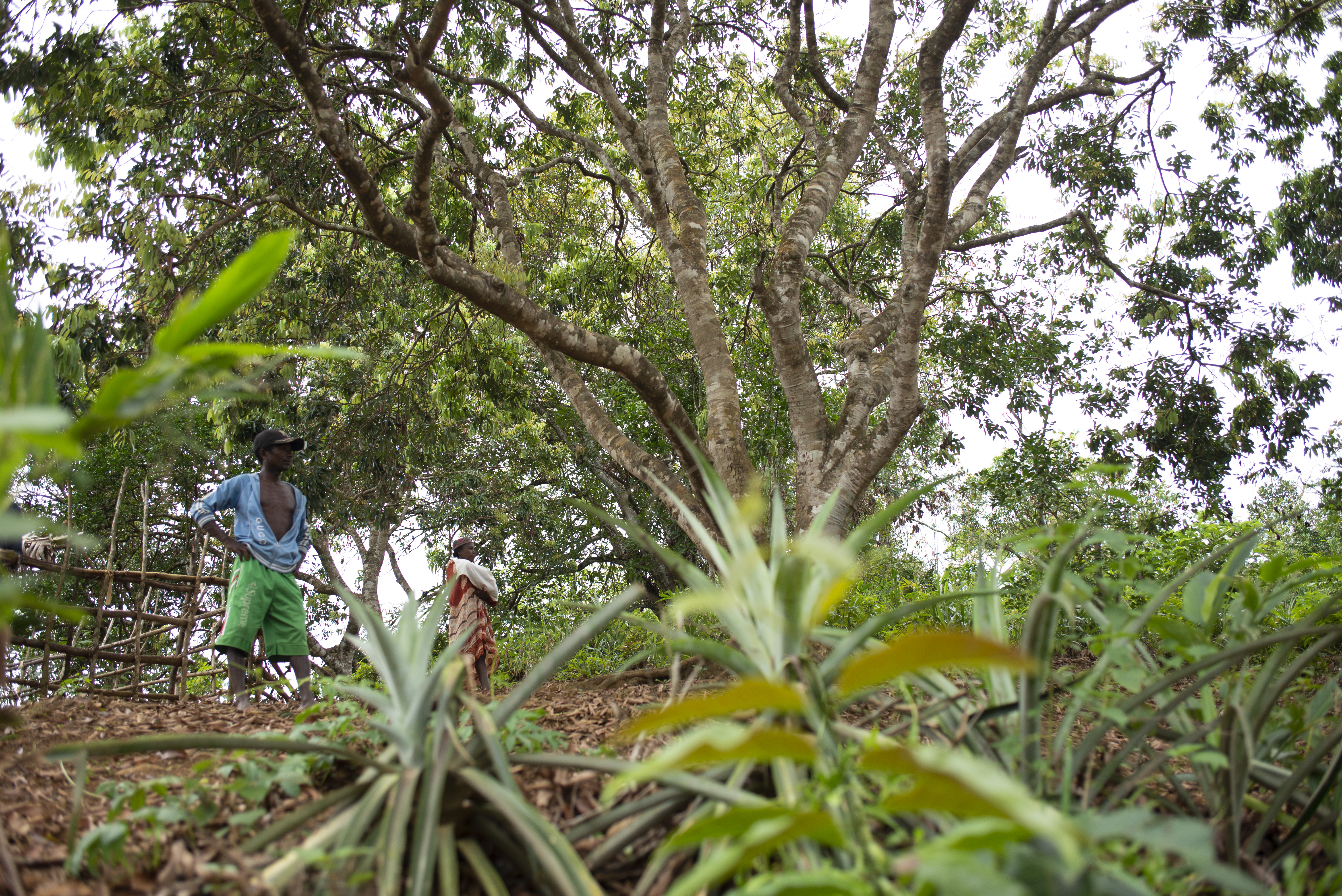 Madagascar cyclone recovery