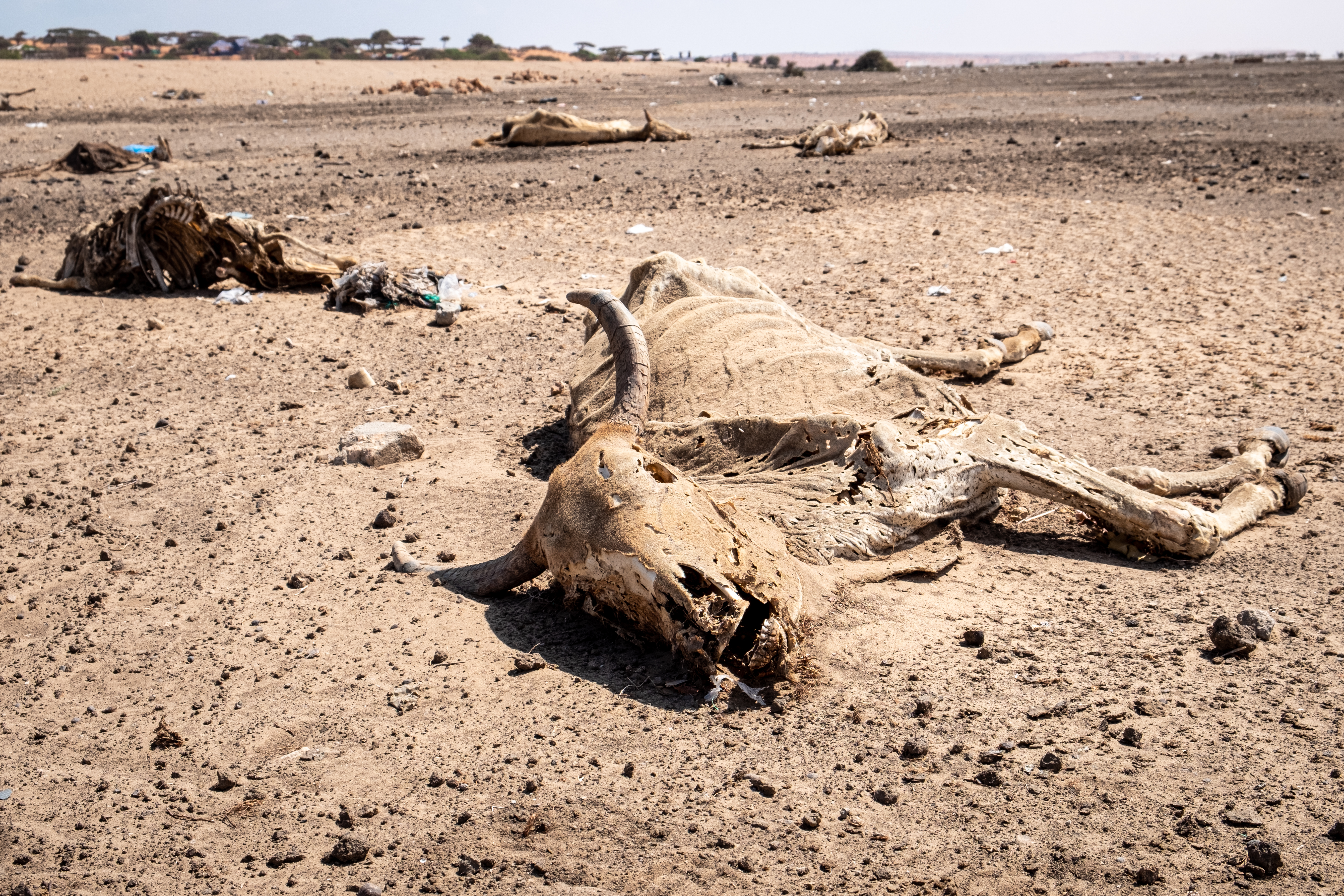 Somalia drought
