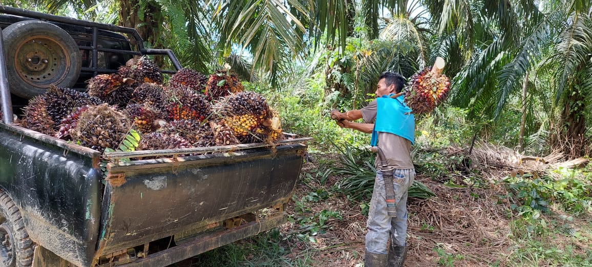 palm fruit farmer, Indonesia