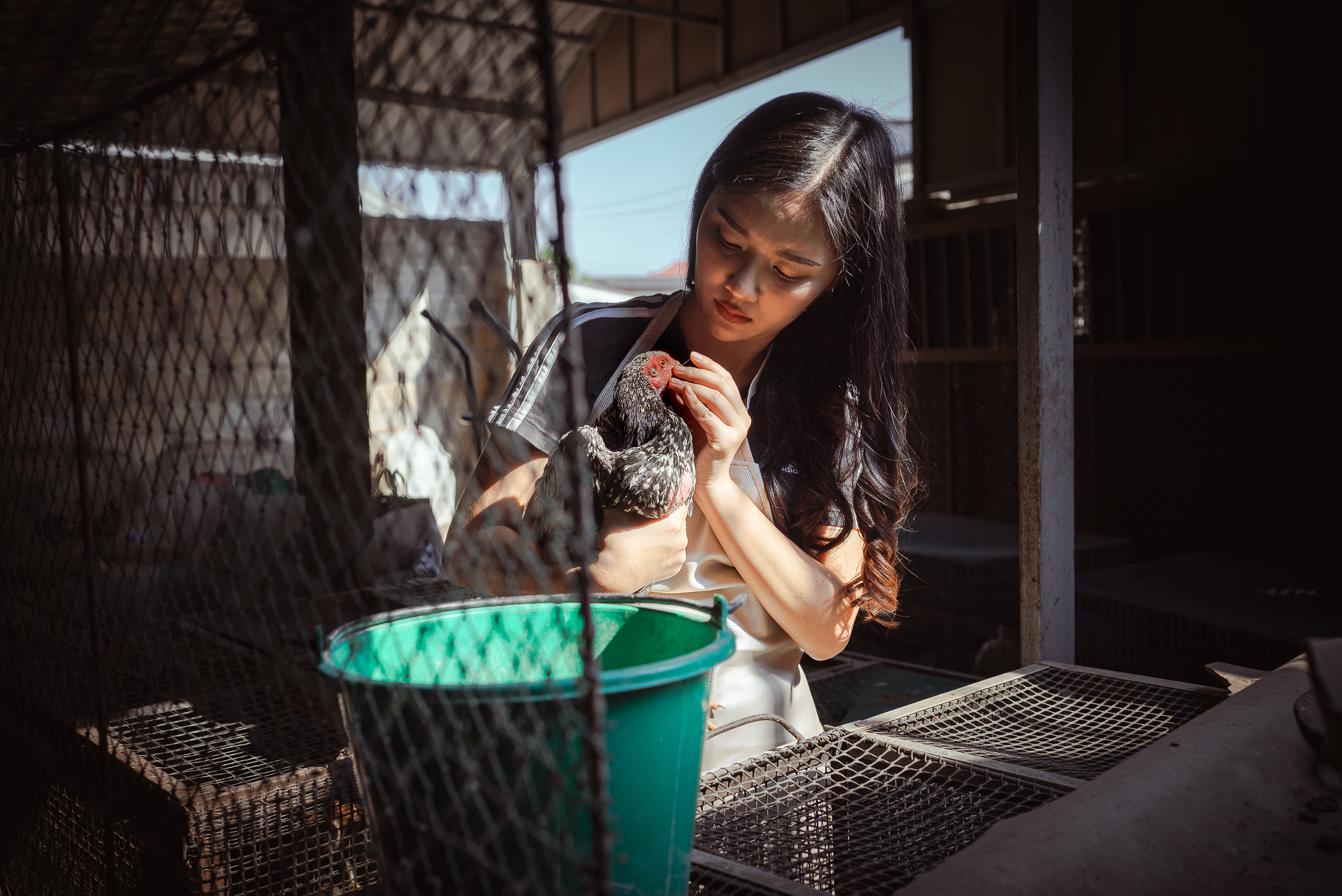 Mod, standing behind chicken wire, inspects the beak and eyes of one of her cockerels