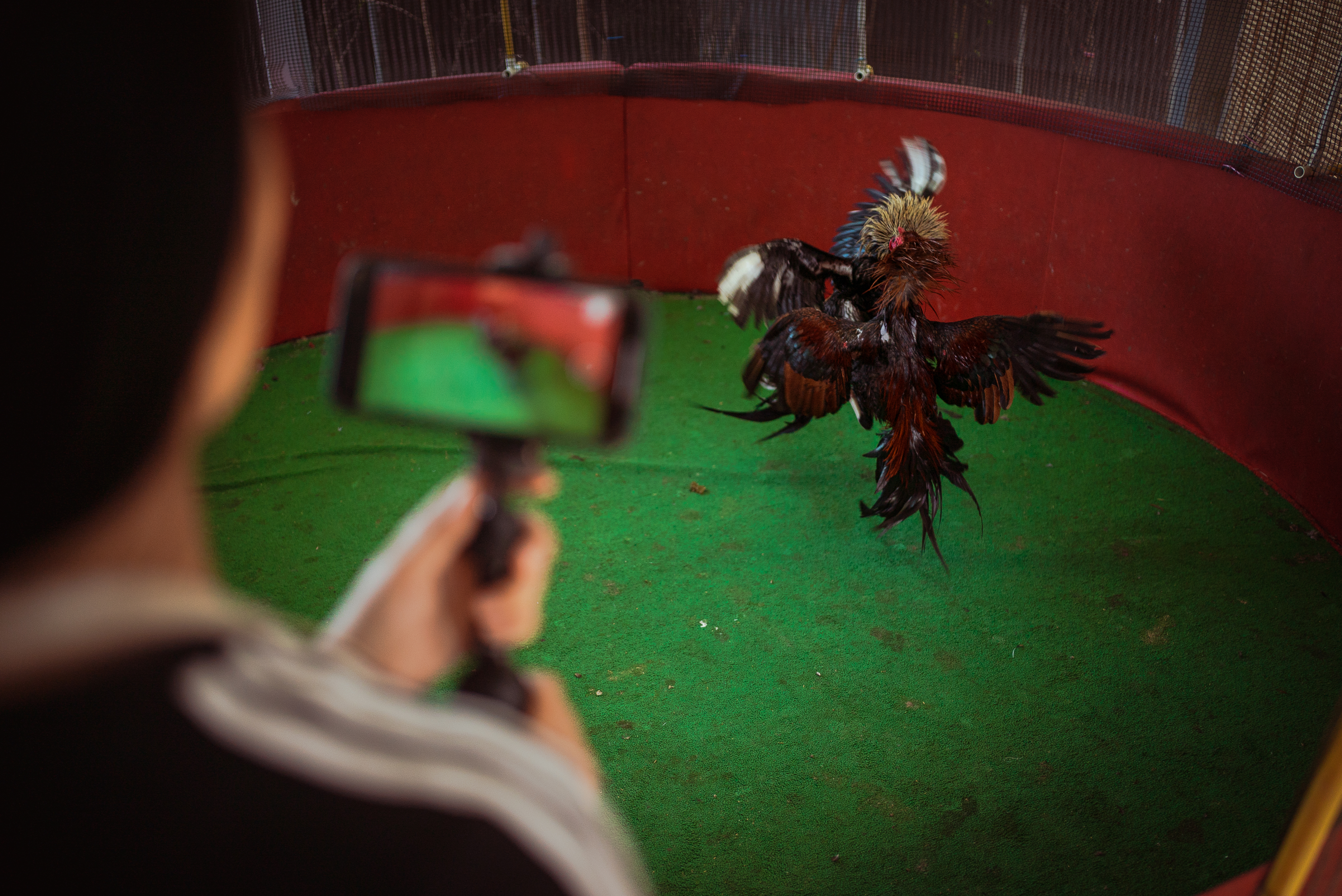 Mod with her back to camera streams two birds engaged in a practice fight in the green-floored ring