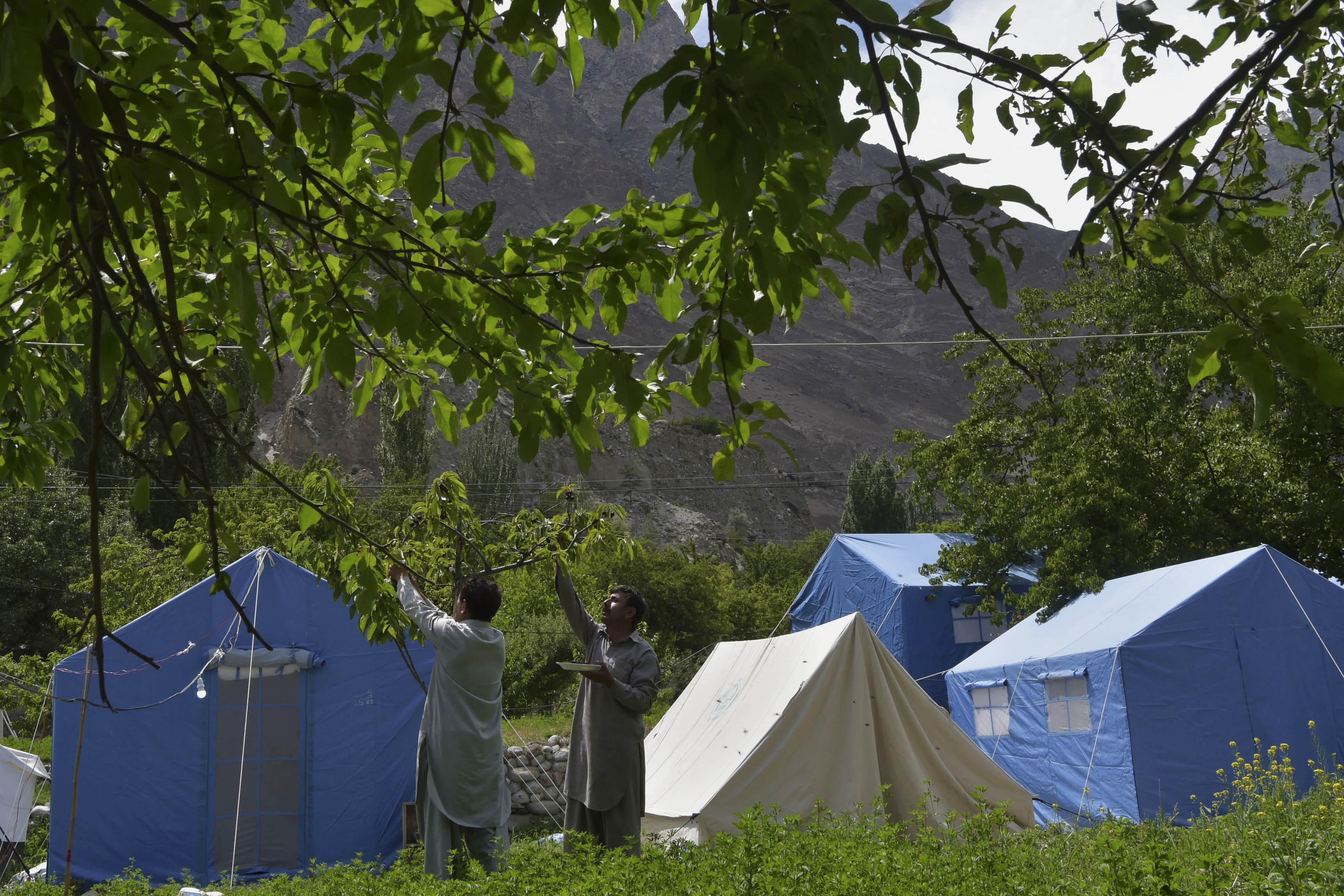 In this picture taken on June 9, 2022, local residents pick cherries from a tree beside tents setup after their homes were swept by a lake outburst because of a melting glacier, in Hassanabad village