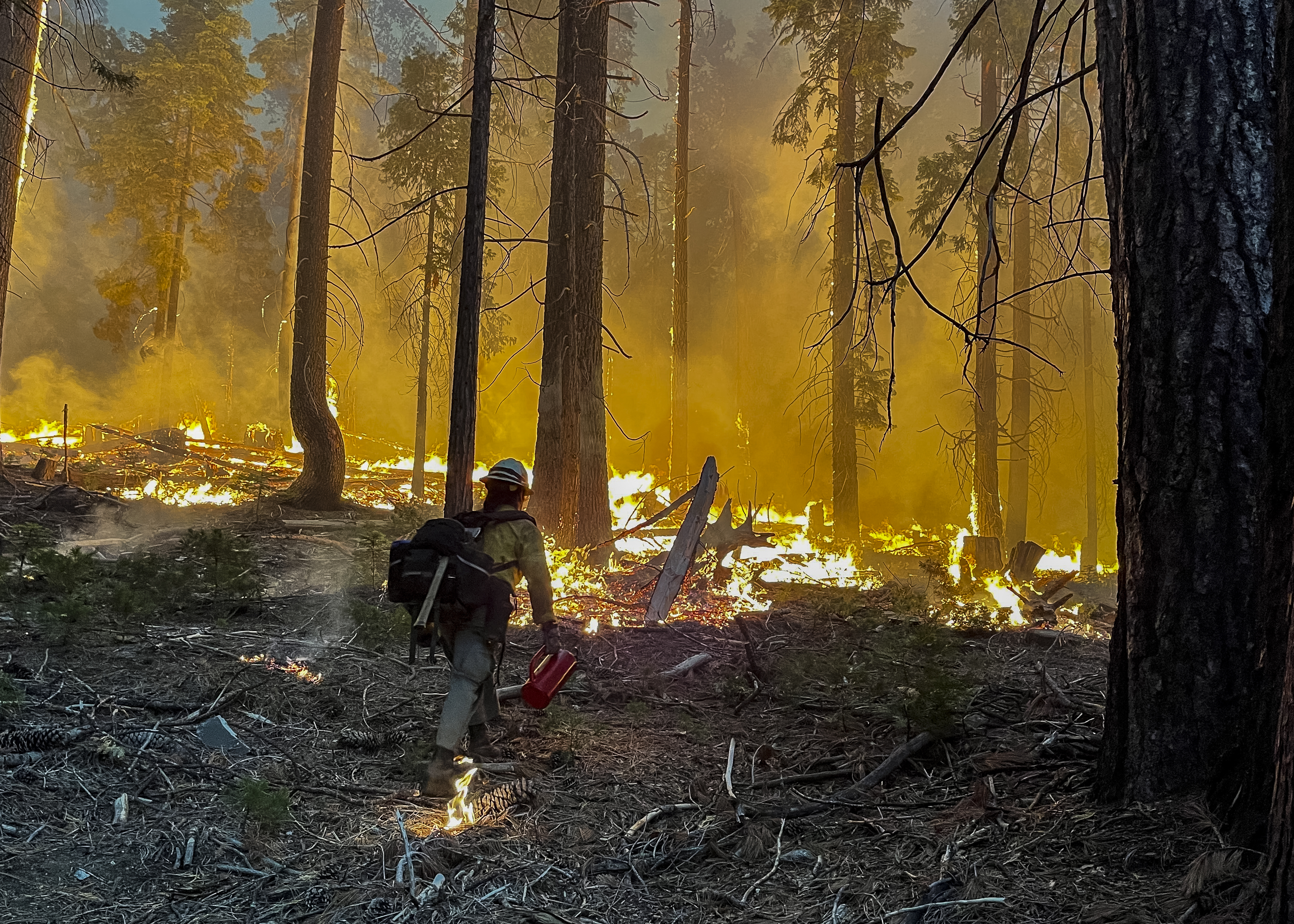 In this photo courtesy of the National Park Service obtained on July 11, 2022, fire fighters perform backfire operations while combating the Washburn Fire near the South Entrance of Yosemite National Park, California on July 11, 2022. - The Washburn Fire has burned over 2,430 acres and is threatening the Mariposa Grove which contains ancient giant Sequoia trees. The wildfire is at 0% containment and over 500 firefighters have already been deployed to fight it with more on the way. (Photo by Handout / NATIONAL PARK SERVICE / AFP) / RESTRICTED TO EDITORIAL USE - MANDATORY CREDIT "AFP PHOTO / NATIONAL PARK SERVICE" - NO MARKETING NO ADVERTISING CAMPAIGNS - DISTRIBUTED AS A SERVICE TO CLIENTS