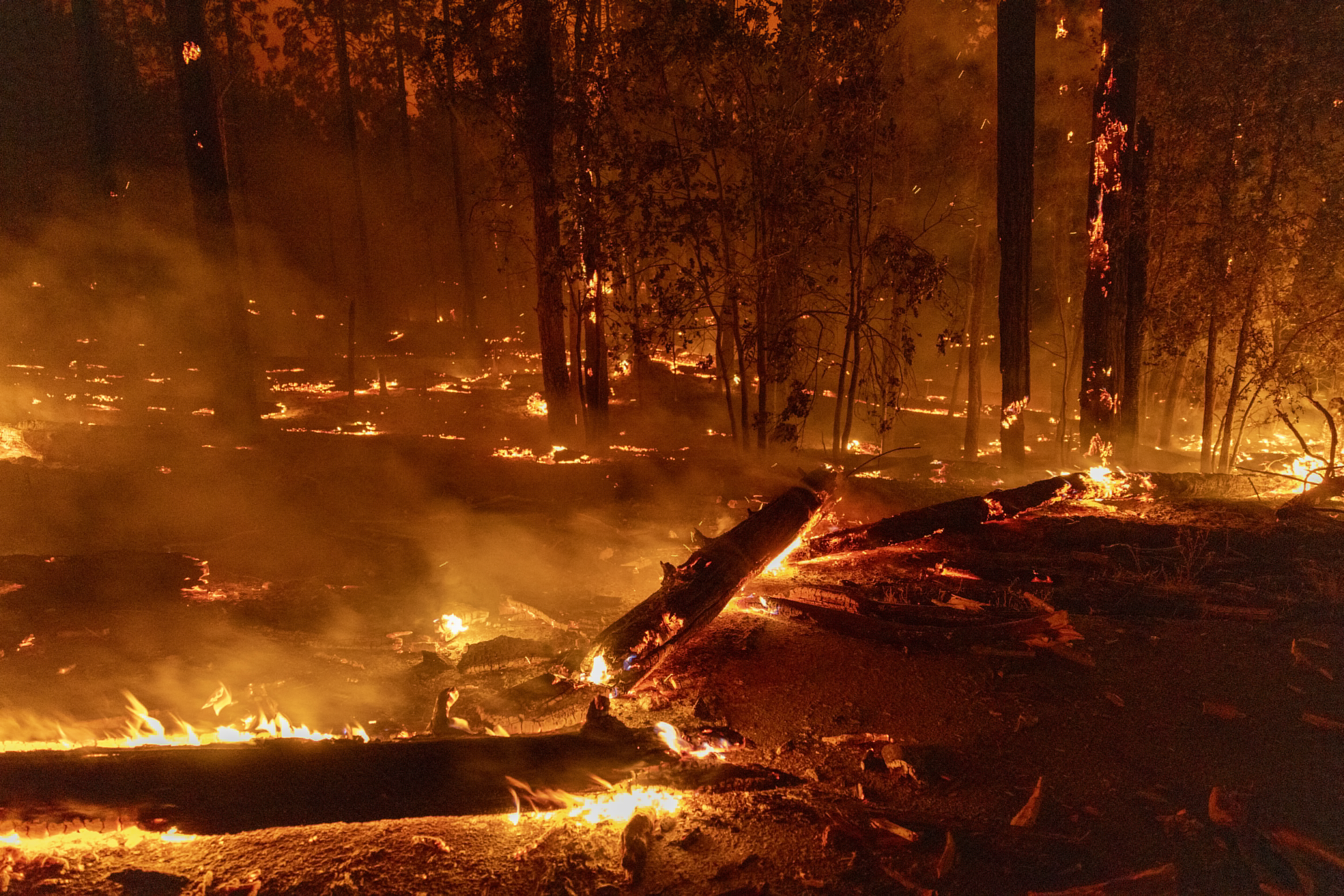 Fallen tree trunks and branches cover a road at the Oak Fire near Midpines