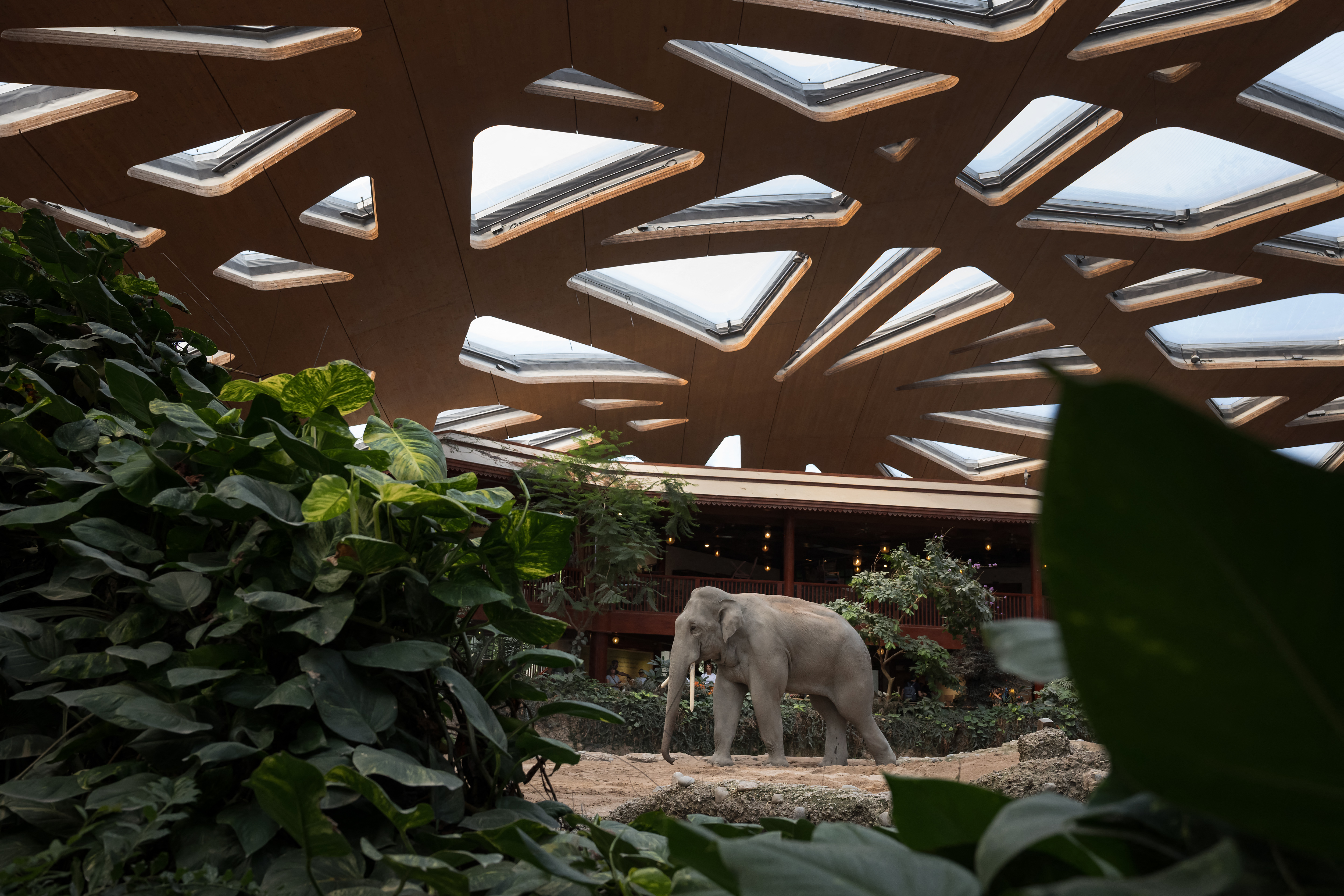 An Asian elephant (Elephas maximus) is seen at Kaeng Krachan elephant park at Zurich zoo