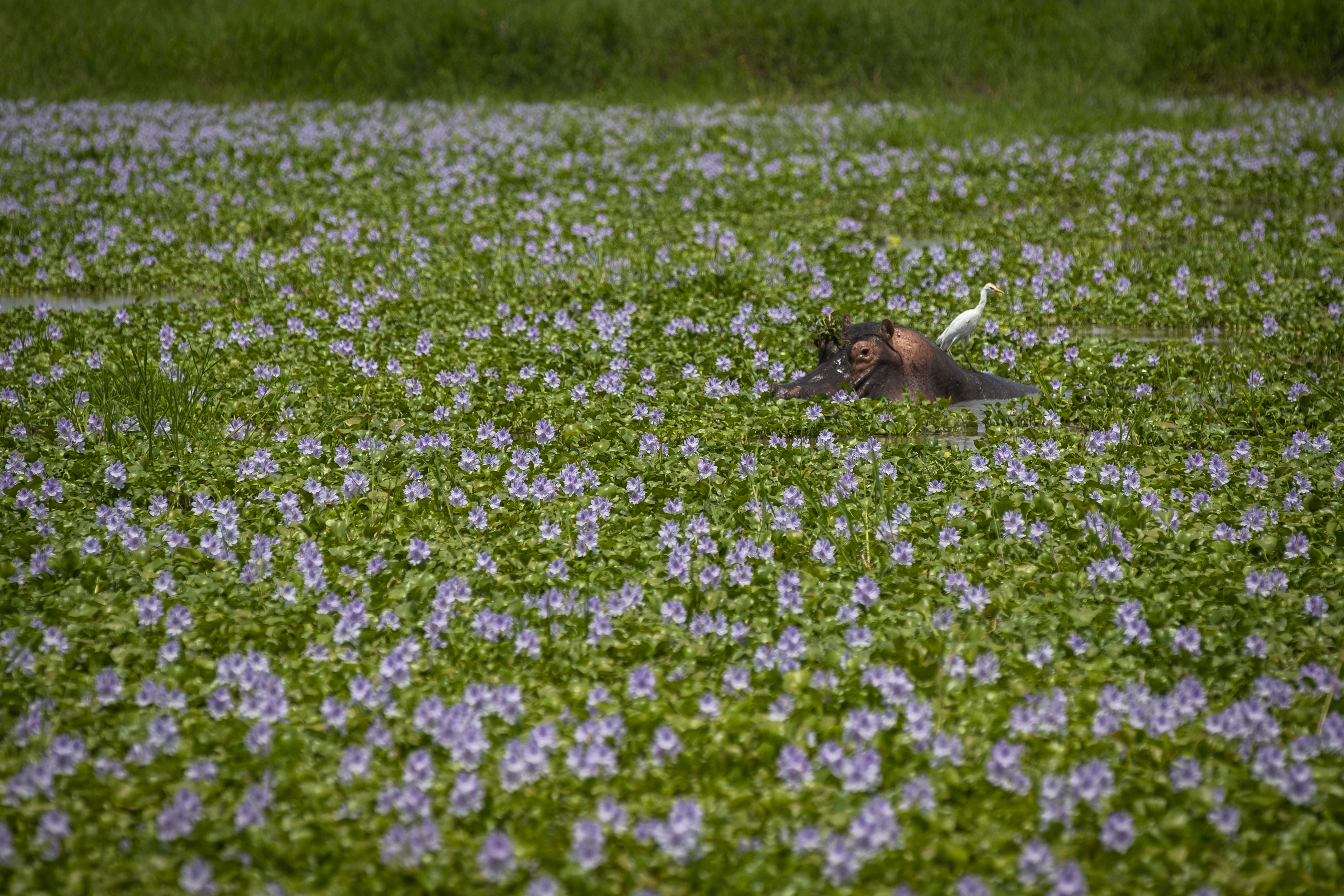 A hippopotamus cools off in a swamp under the midday sun as an egret looks for food behind, in Murchison Falls National Park, northwest Uganda