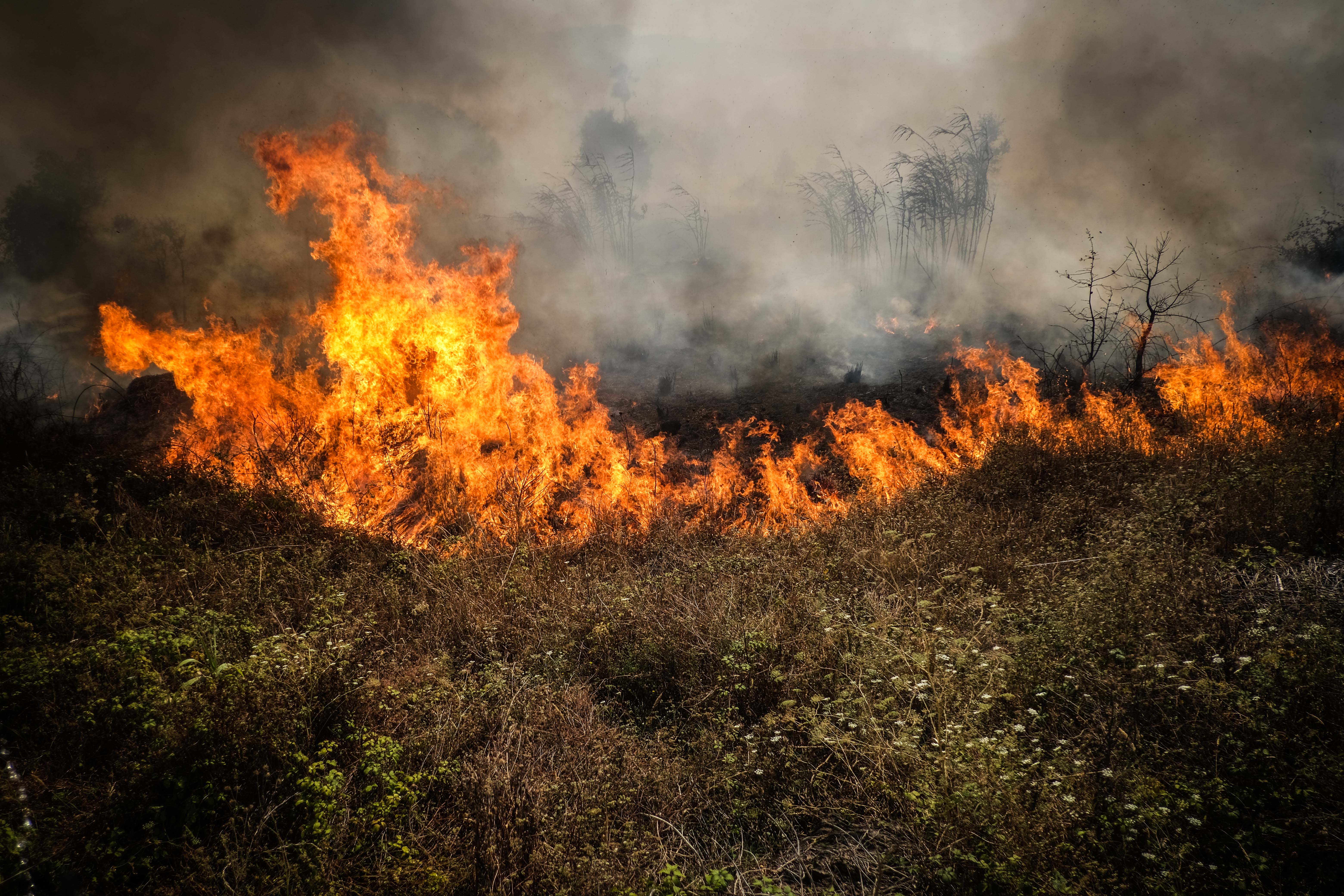 Bushes burn during a forest fire in Canecas