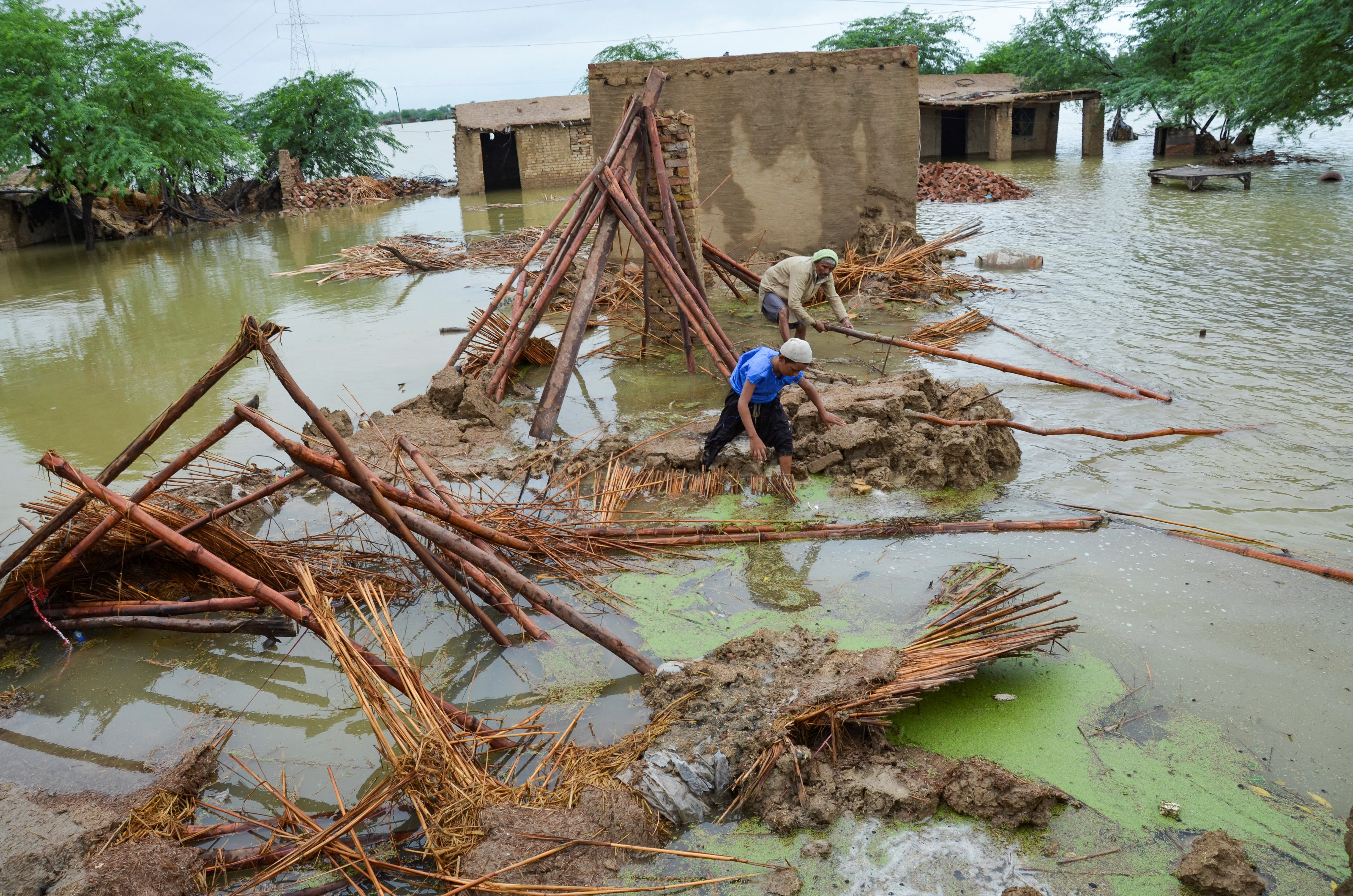 People retrieve bamboos from a damaged house