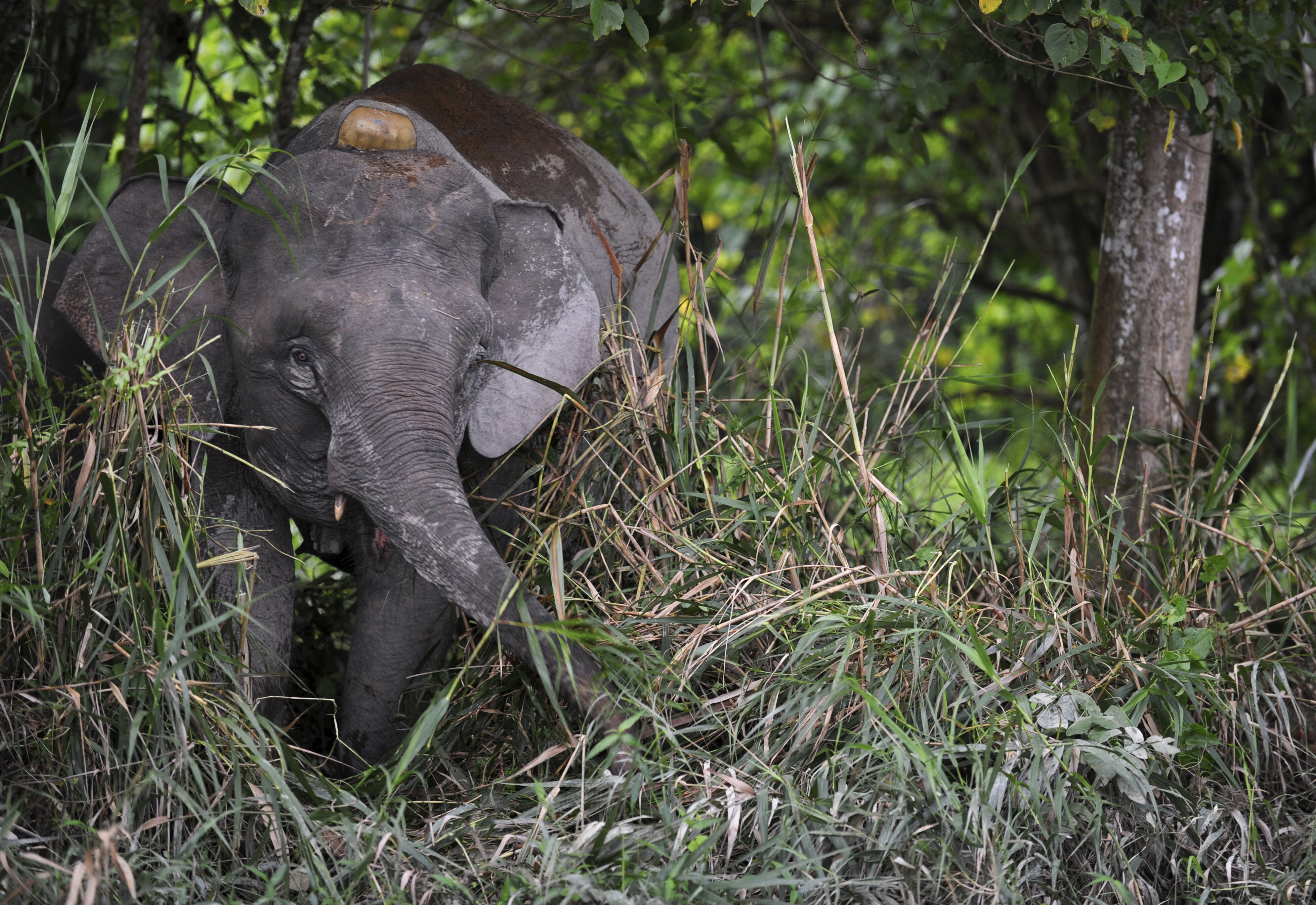 A pygmy elephant in the undergrowth beside the Kinabatangan River in Sabah on the Malaysian state of Borneo