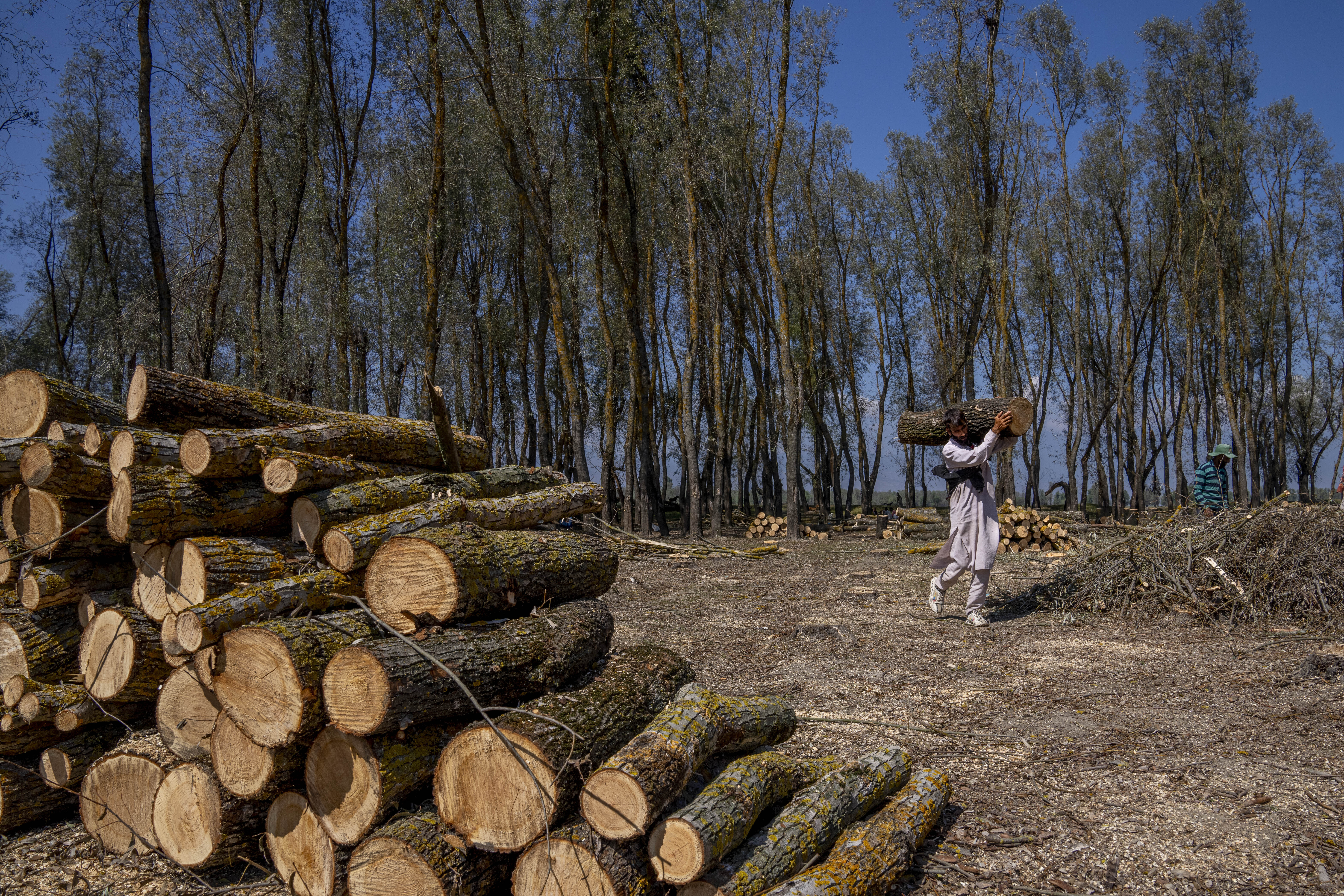 Kashmir Cricket Bats