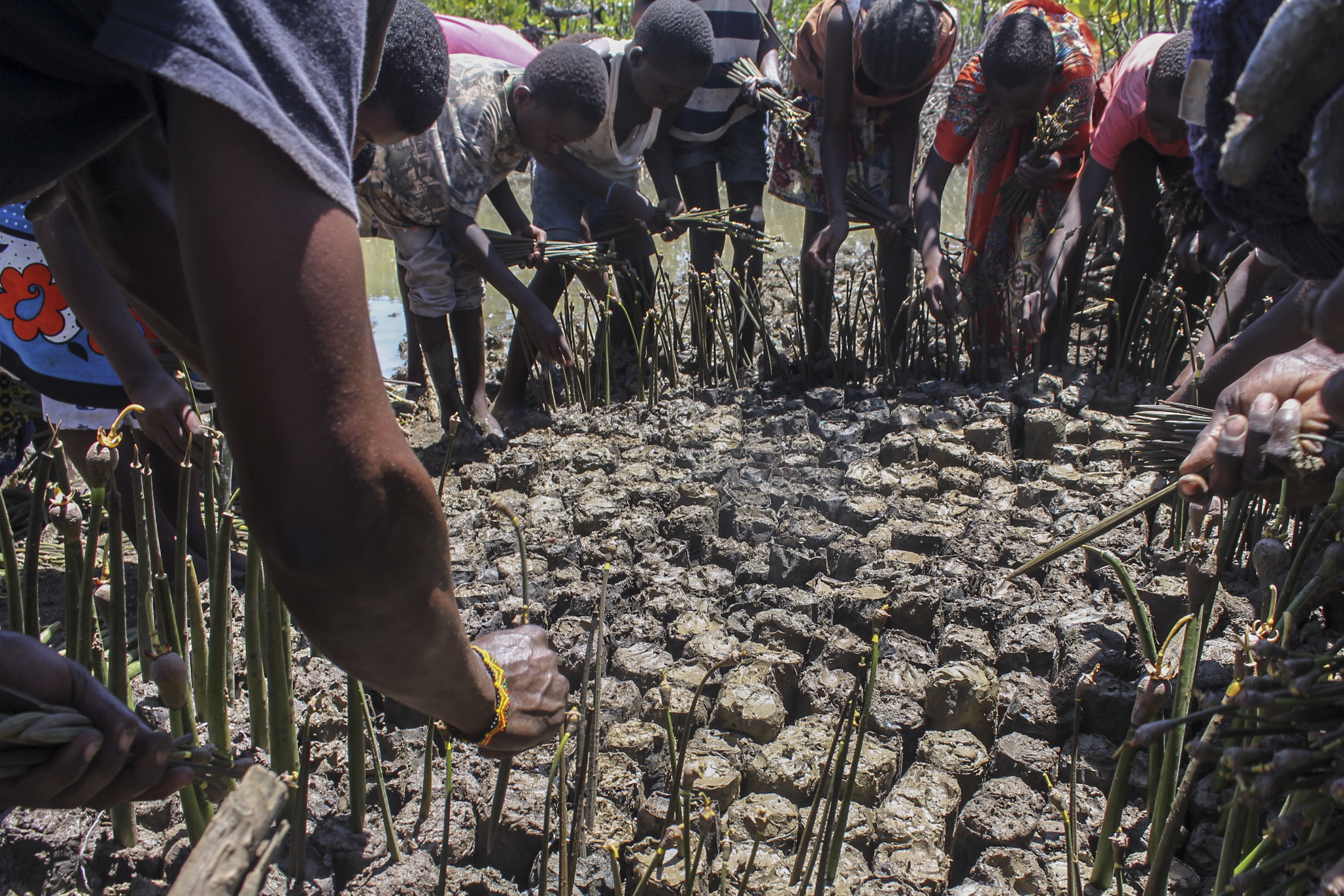 People plant mangroves during a community exercise to restore their habitat in Mtwapa, on the Indian Ocean coast of Kenya, April 2022