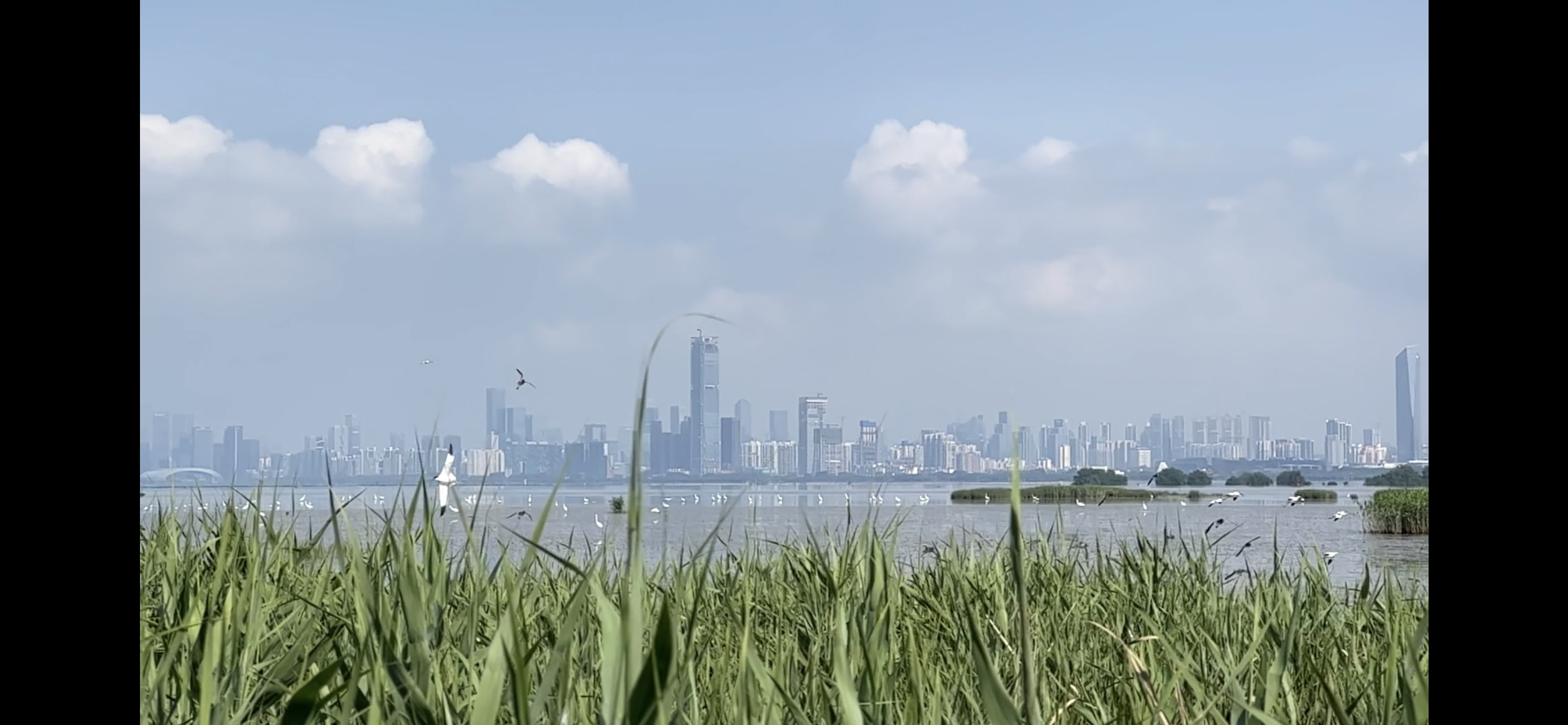 Hong Kong wetlands with a city skyline far in the background.