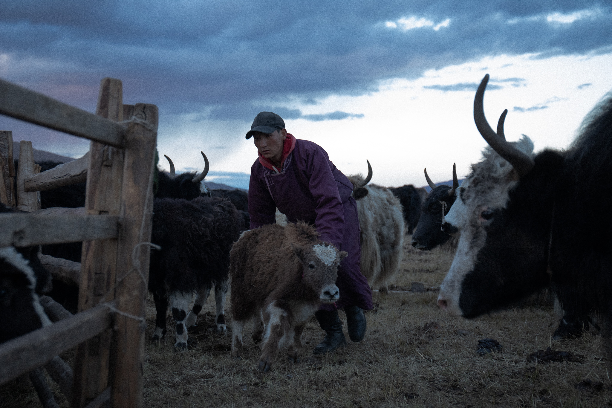 Shwara, an 18-year-old Mongolian herder, wrangling yak in the Tsaikhir valley.