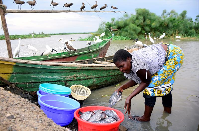 A fish vendor, prepares fish at Dunga beach on the shores of Lake Victoria in Kisumu, Kenya