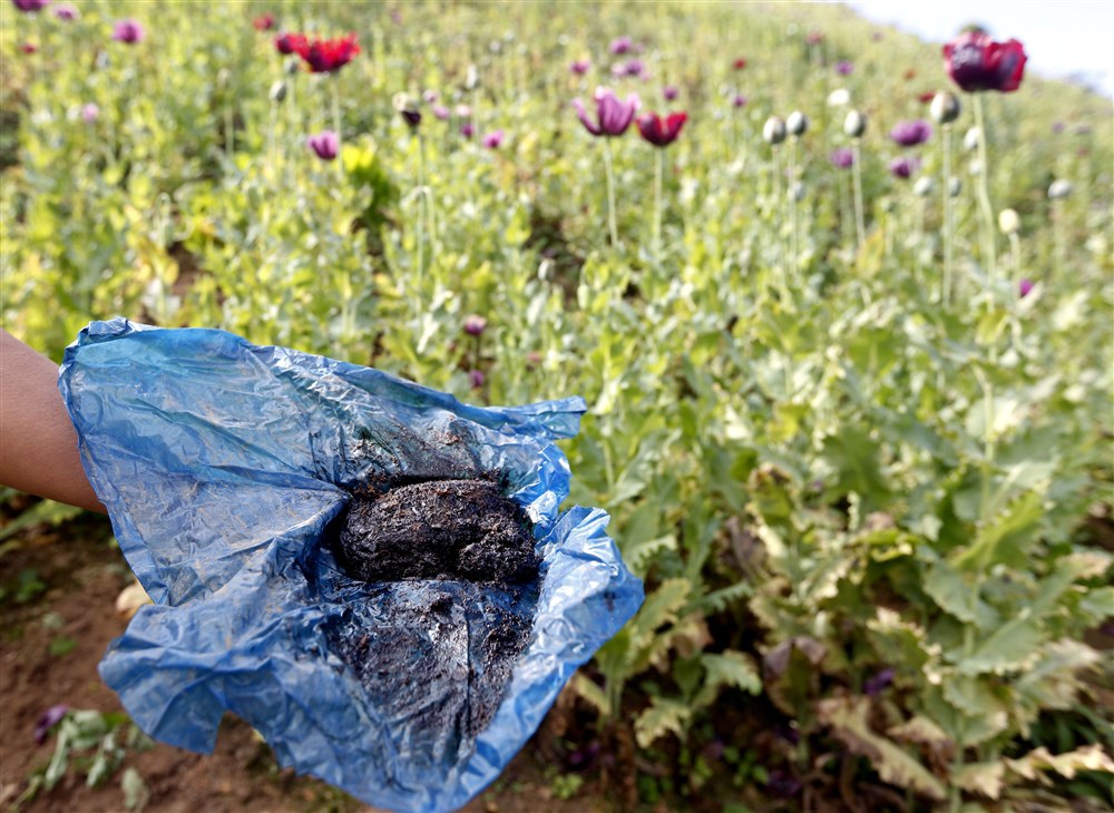 epa04529977 A picture made available on 15 December 2014 shows an unidentified opium poppy farmer showing raw opium at an opium poppy field in Lone Twel village, Loilen Township, Southern Shan State, Myanmar, 13 December 2014. The UN Office on Drugs and Crime (UNODC) reports on 08 December 2014 that the cultivation area for opium poppy in Myanmar and Laos has increased for the eighth consecutive year, to now 63,800 hectares. It also said that Myanmar remains Southeast Asia's top opium producer and the world's second largest after Afghanistan. EPA/NYEIN CHAN NAING