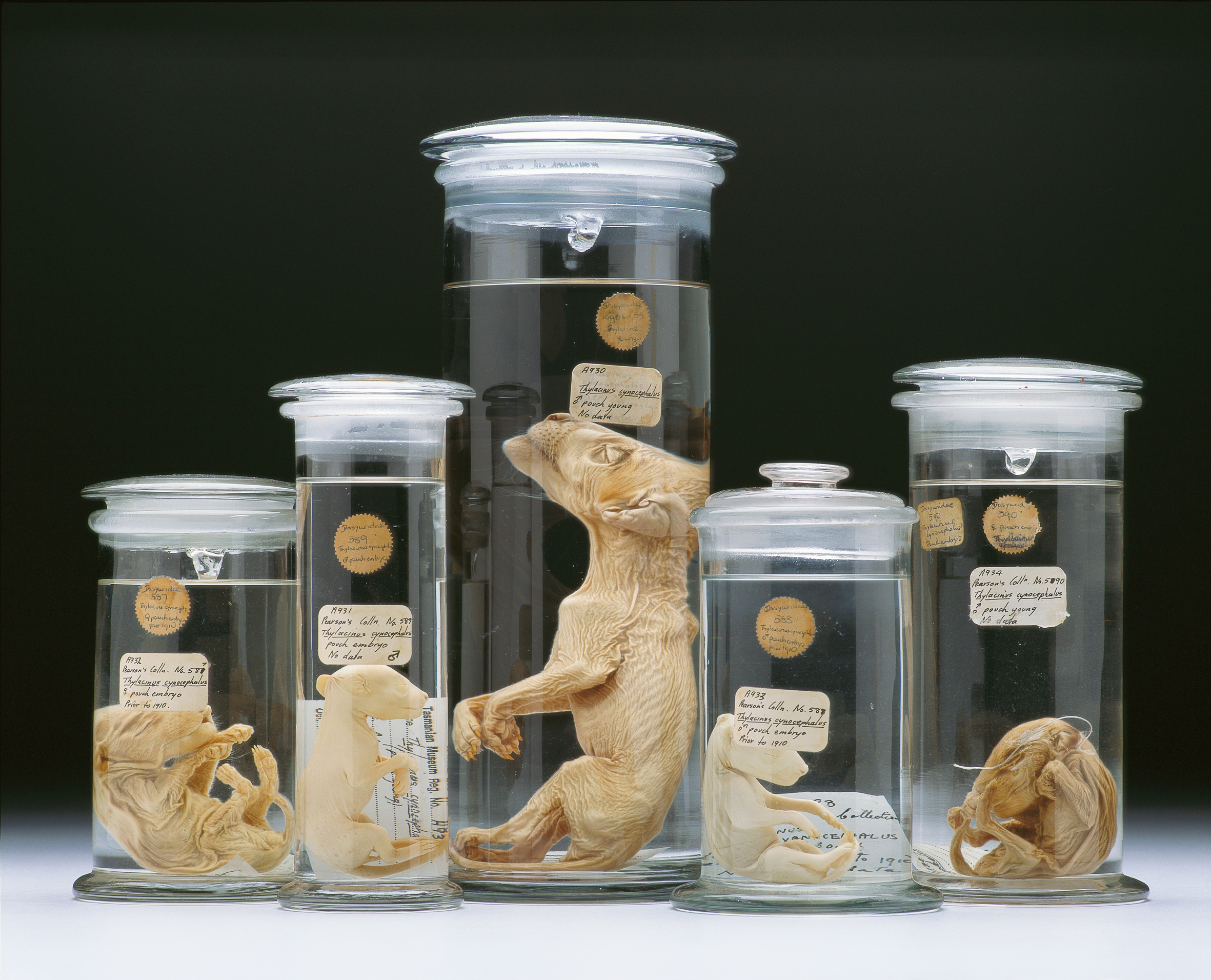 A photo of 5 preserved pouch young preserved in jars of various sizes.