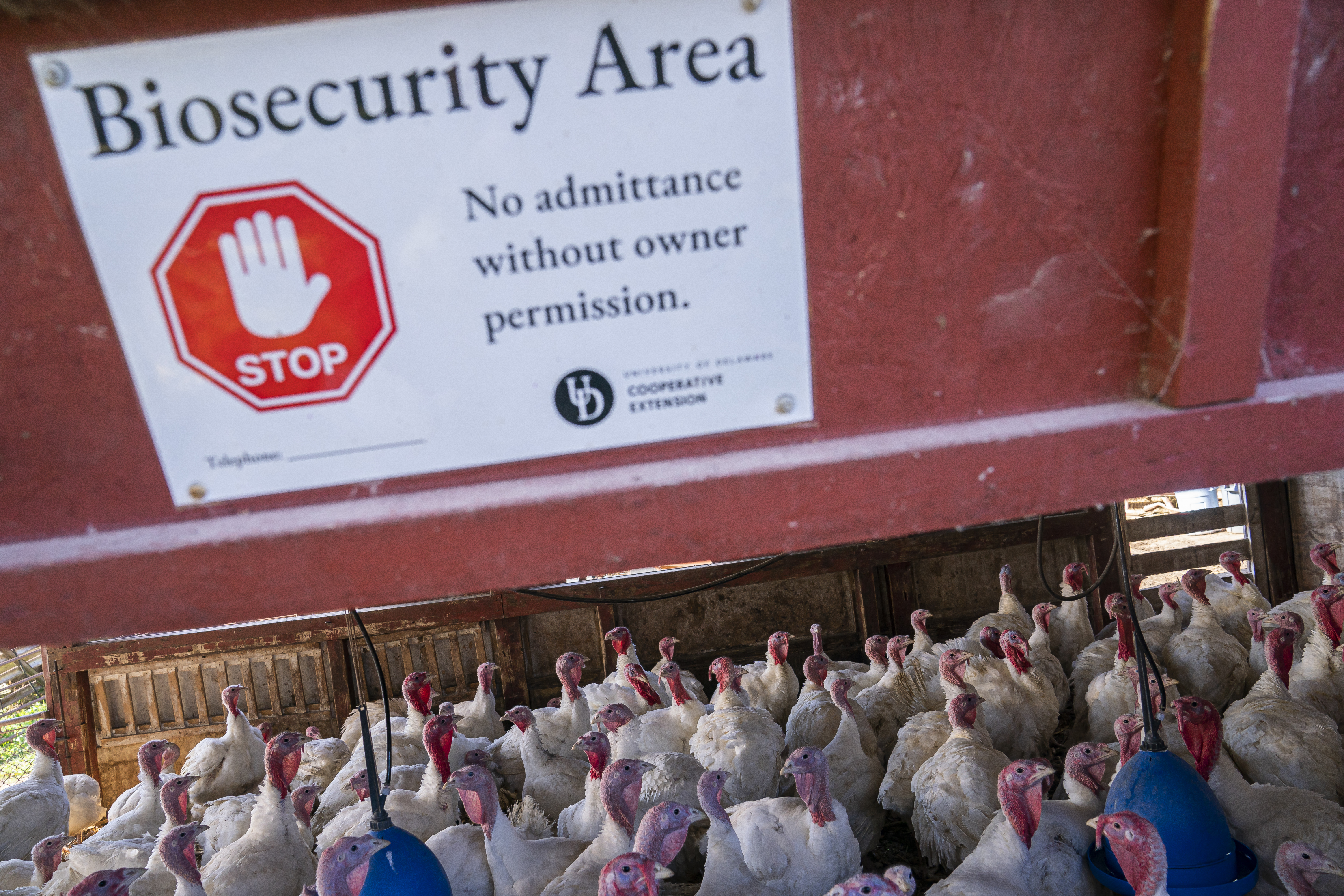 A sign warning against entry to the Powers Farm white turkey flock is seen above the heads of dozens of turkeys, as part of an effort to prevent exposure to avian influenza on November 14, 2022 in Townsend, Delaware, the US.