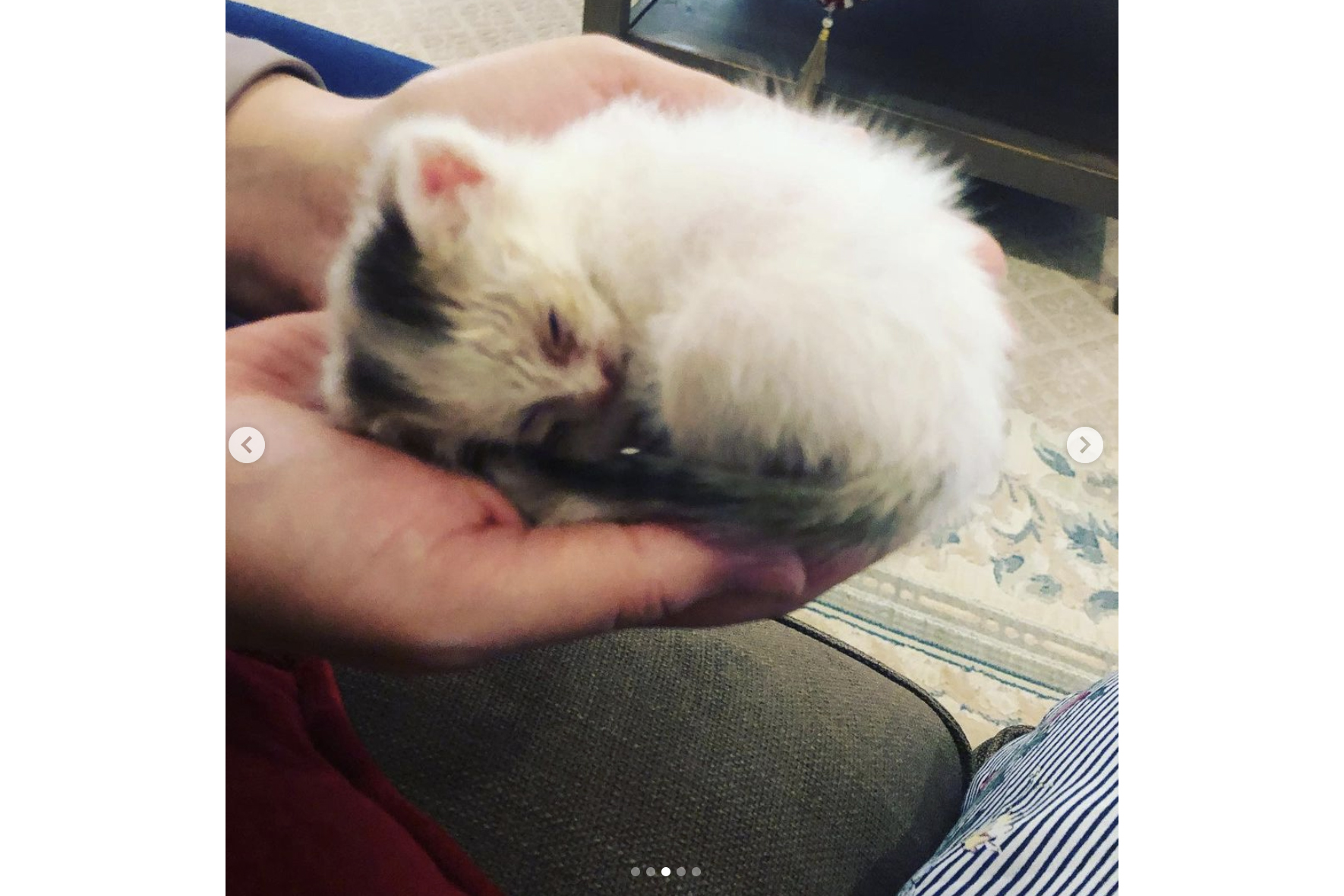 A kitten sleeping in someone's hands
