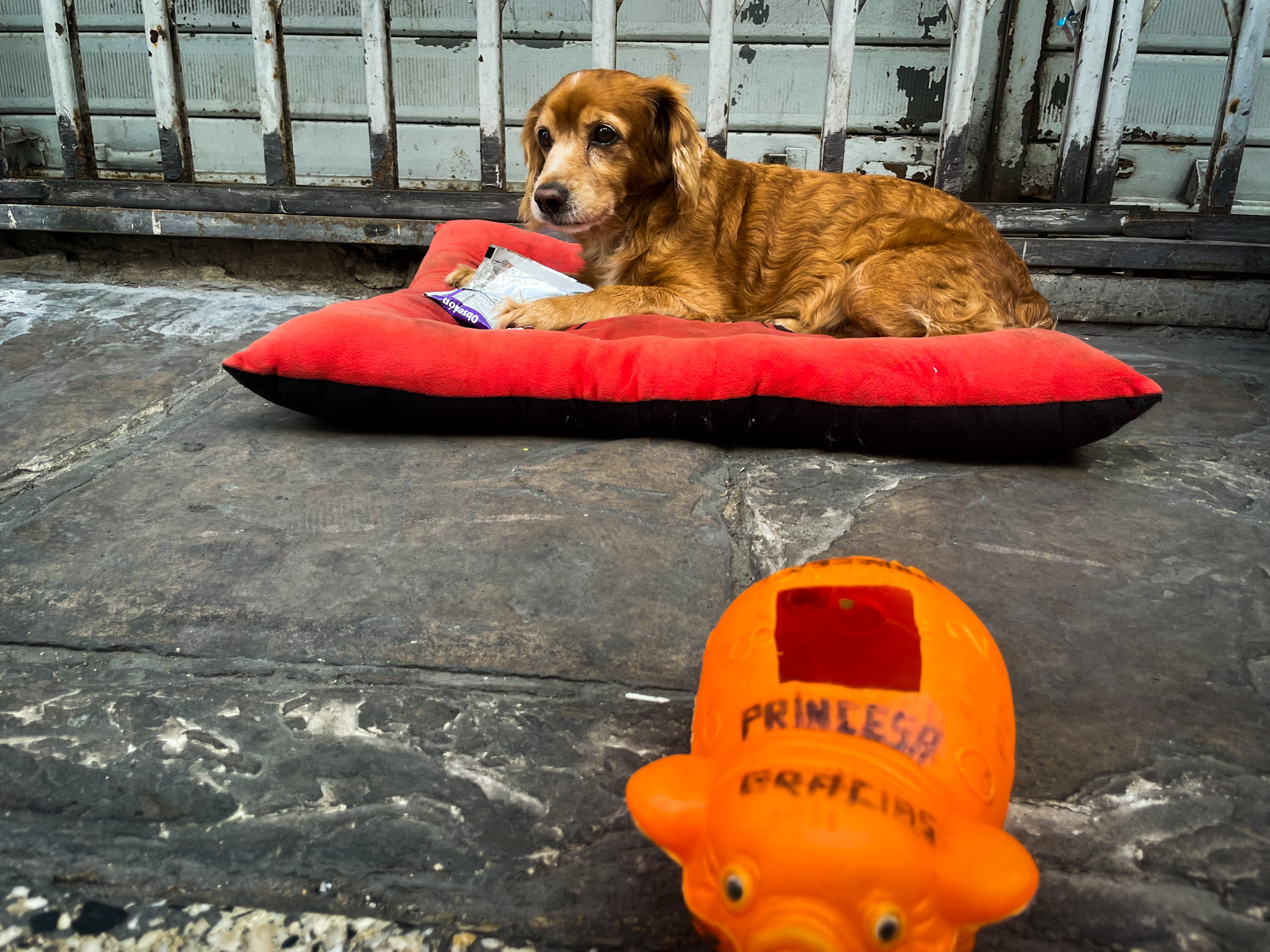 A dog on a street in Lima, Peru