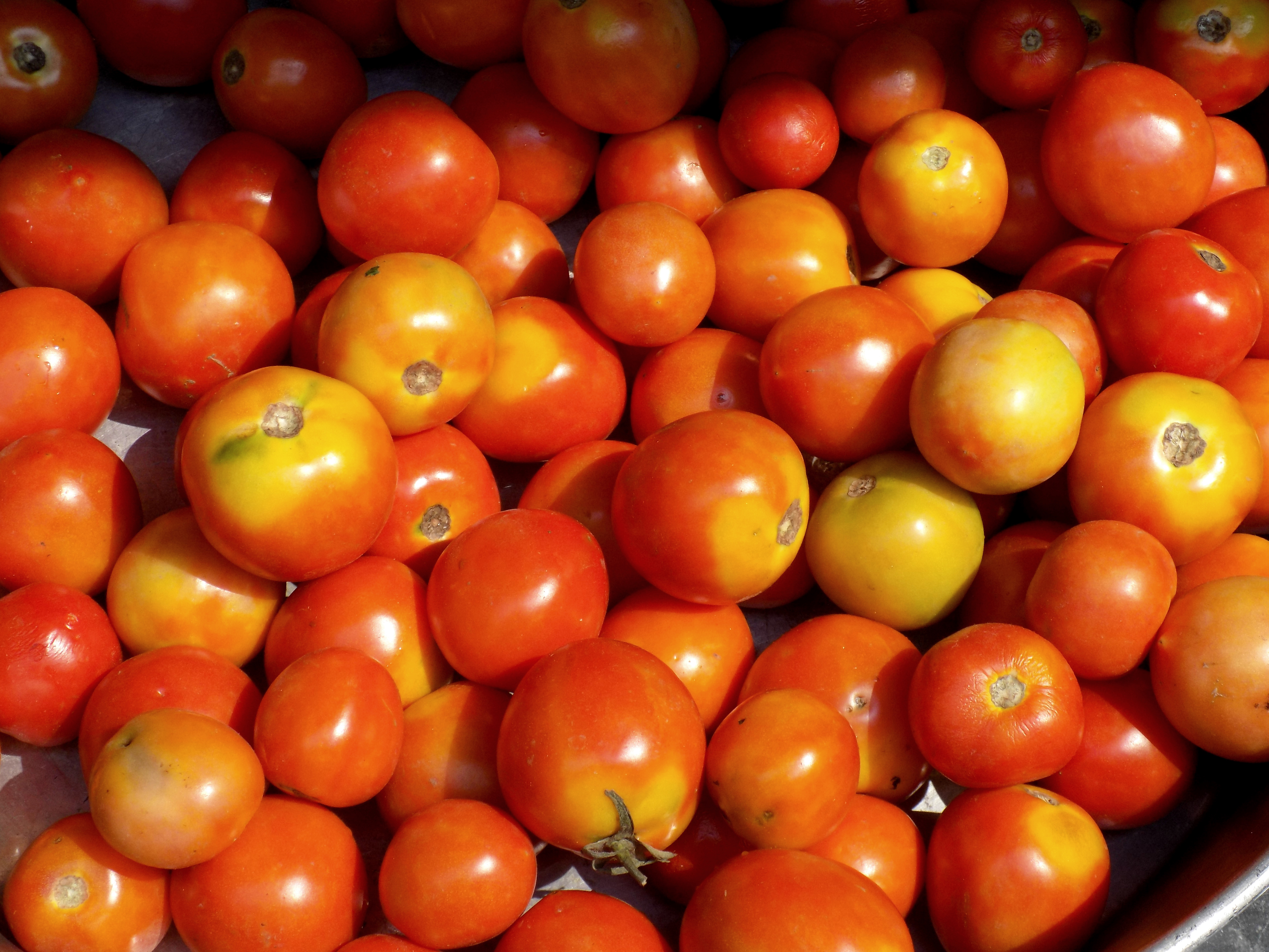 shot of tomaties in a large bin in the sunshine
