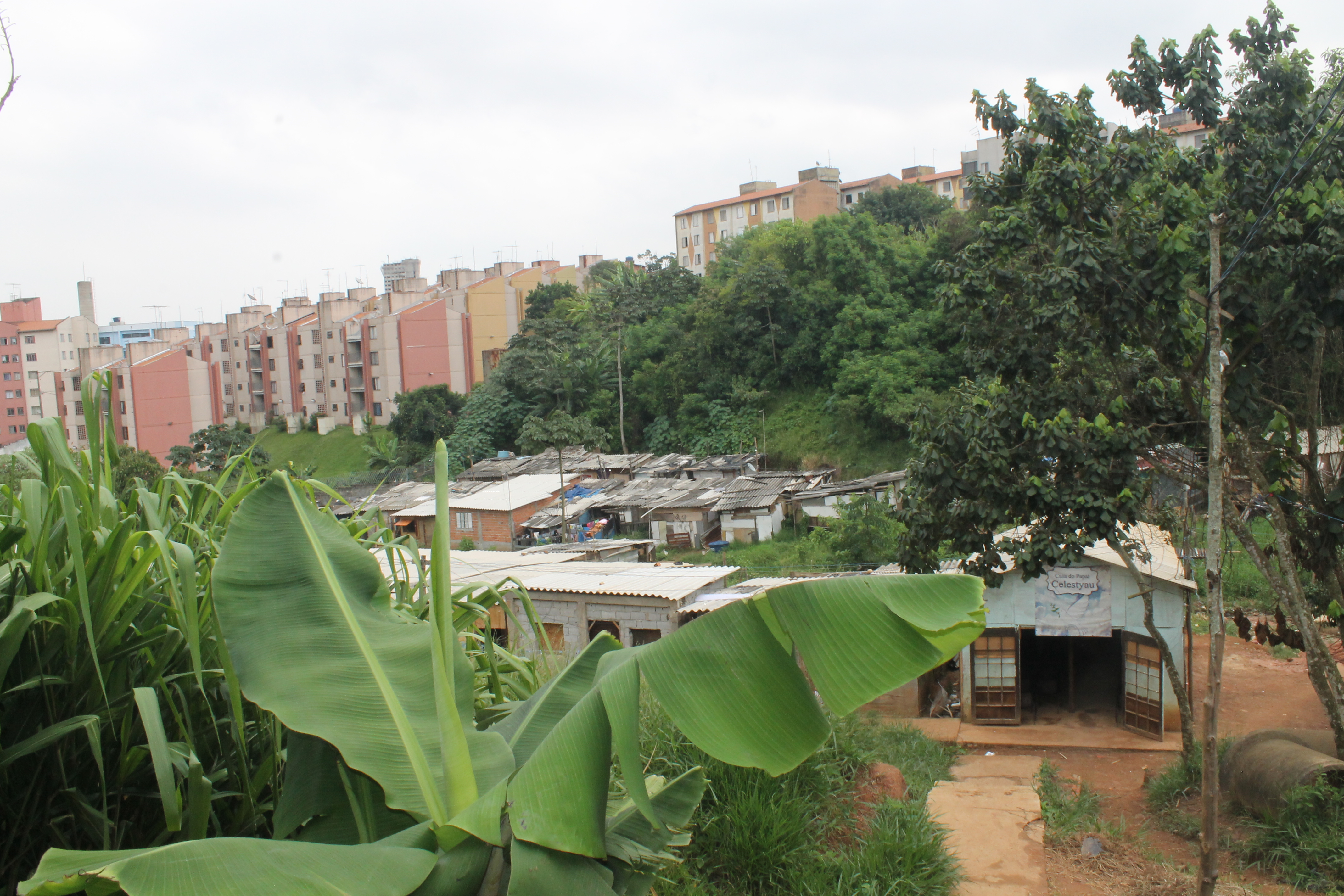 Foliage surrounding Veneza City