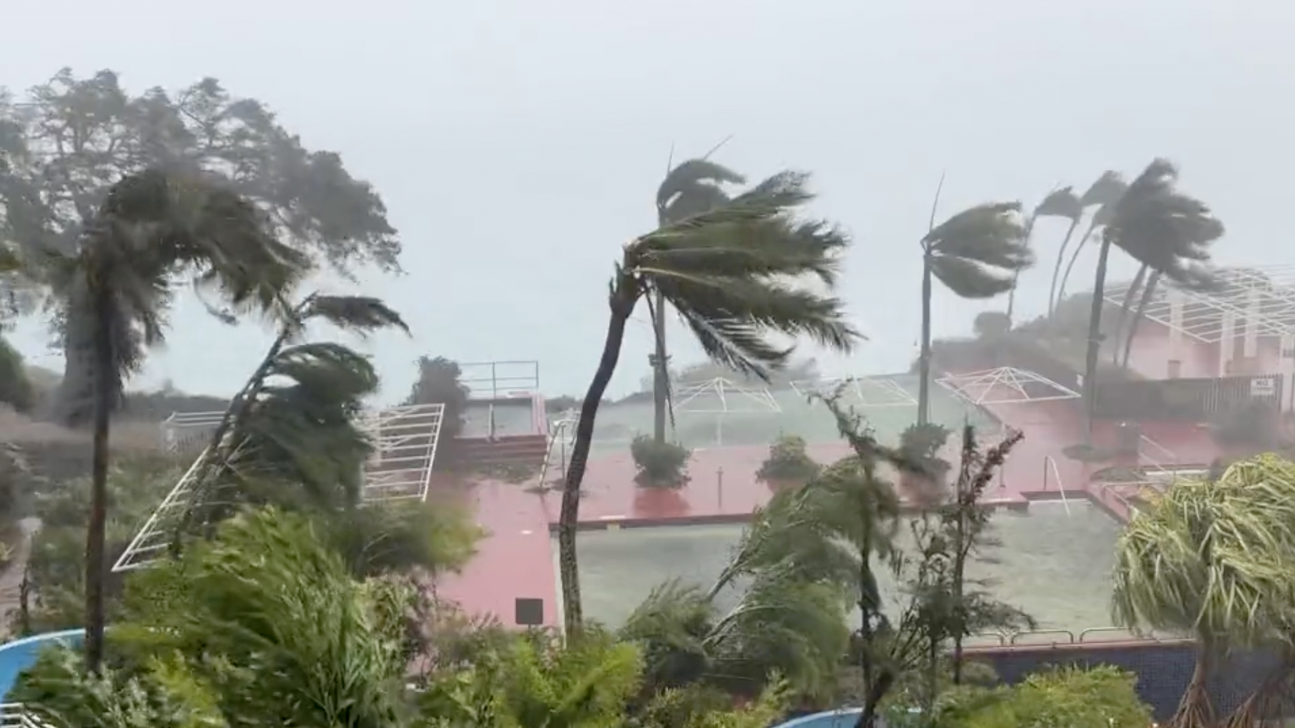 The top of a palm tree swept horizontal by the wind amid torrential rain as Typhoon Mawar hits Guam