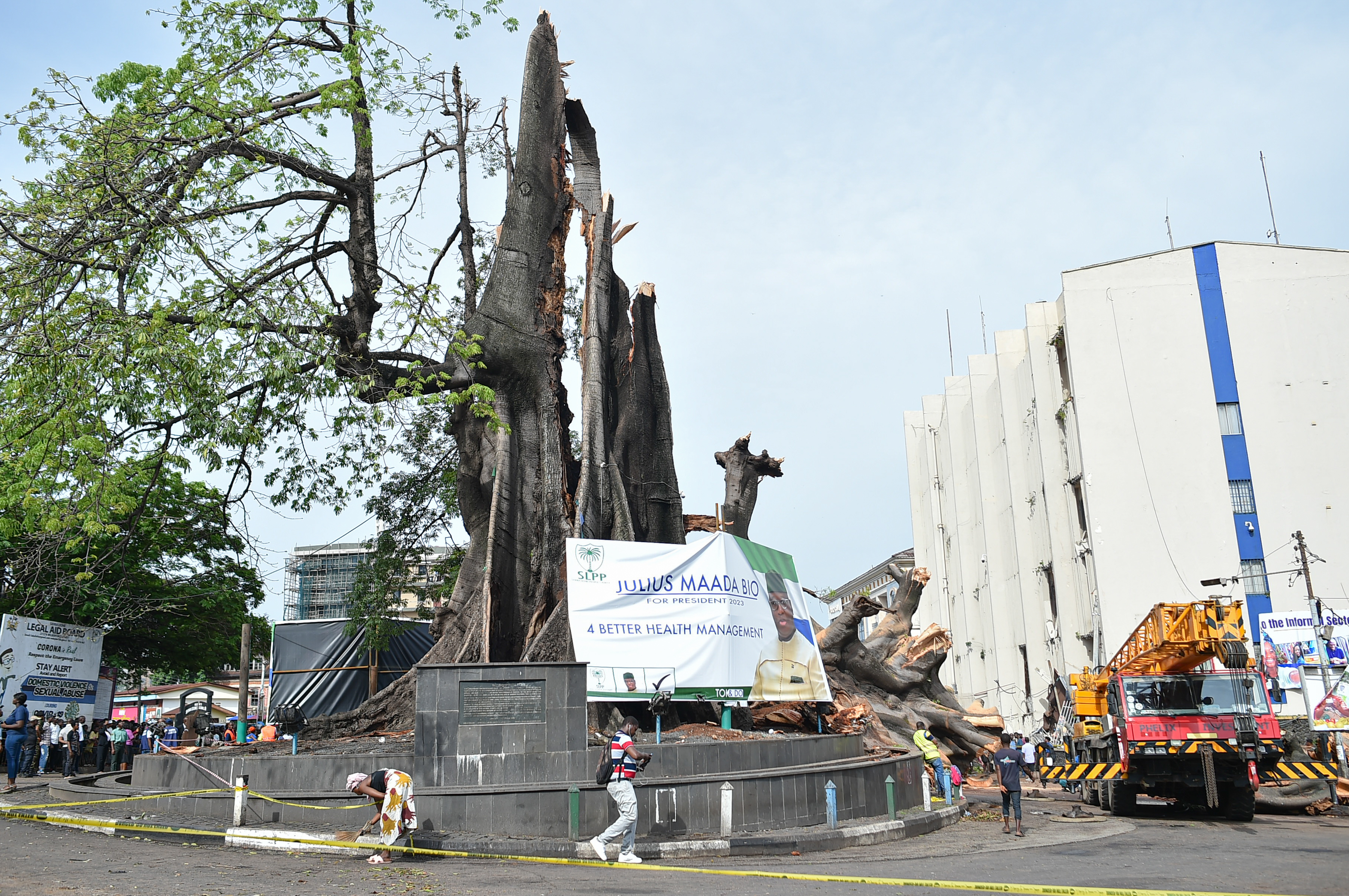 A man walks past the fallen iconic Cotton Tree in Freetown