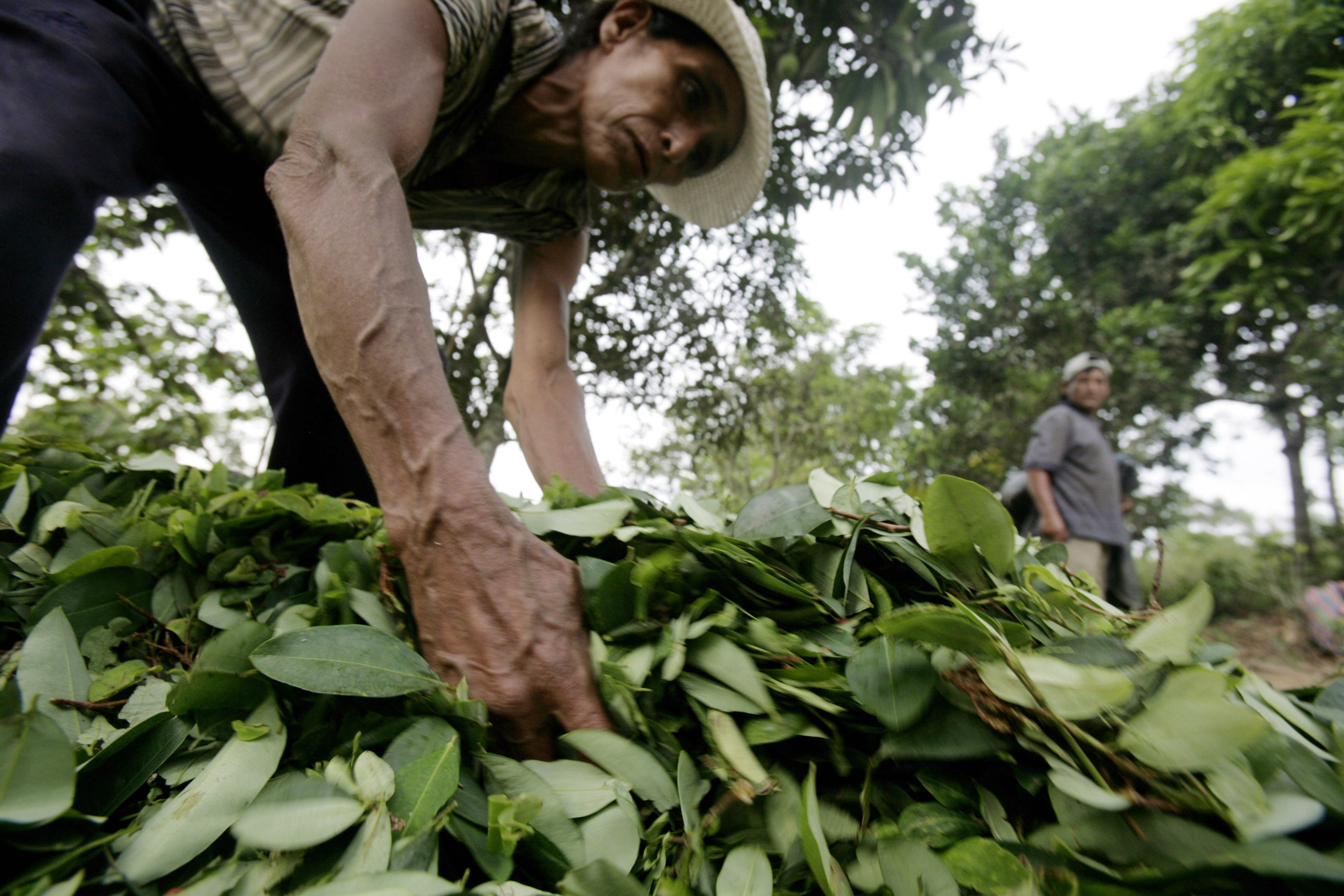 A woman lays out coca leaves in San Francisco, a town in the region of Ayacucho that is on the frontline of the coca and cocaine trade, November 9, 2009. The Apurimac and Ene River Valleys (VRAE) in Peru have become the world's most intensive coca growing areas with remnant bands of the left-wing Shining Path rebels protecting drug trafficking routes throughout the rugged jungle landscape, according to United Nations analysts. REUTERS/Mariana Bazo (PERU SOCIETY AGRICULTURE CRIME LAW)