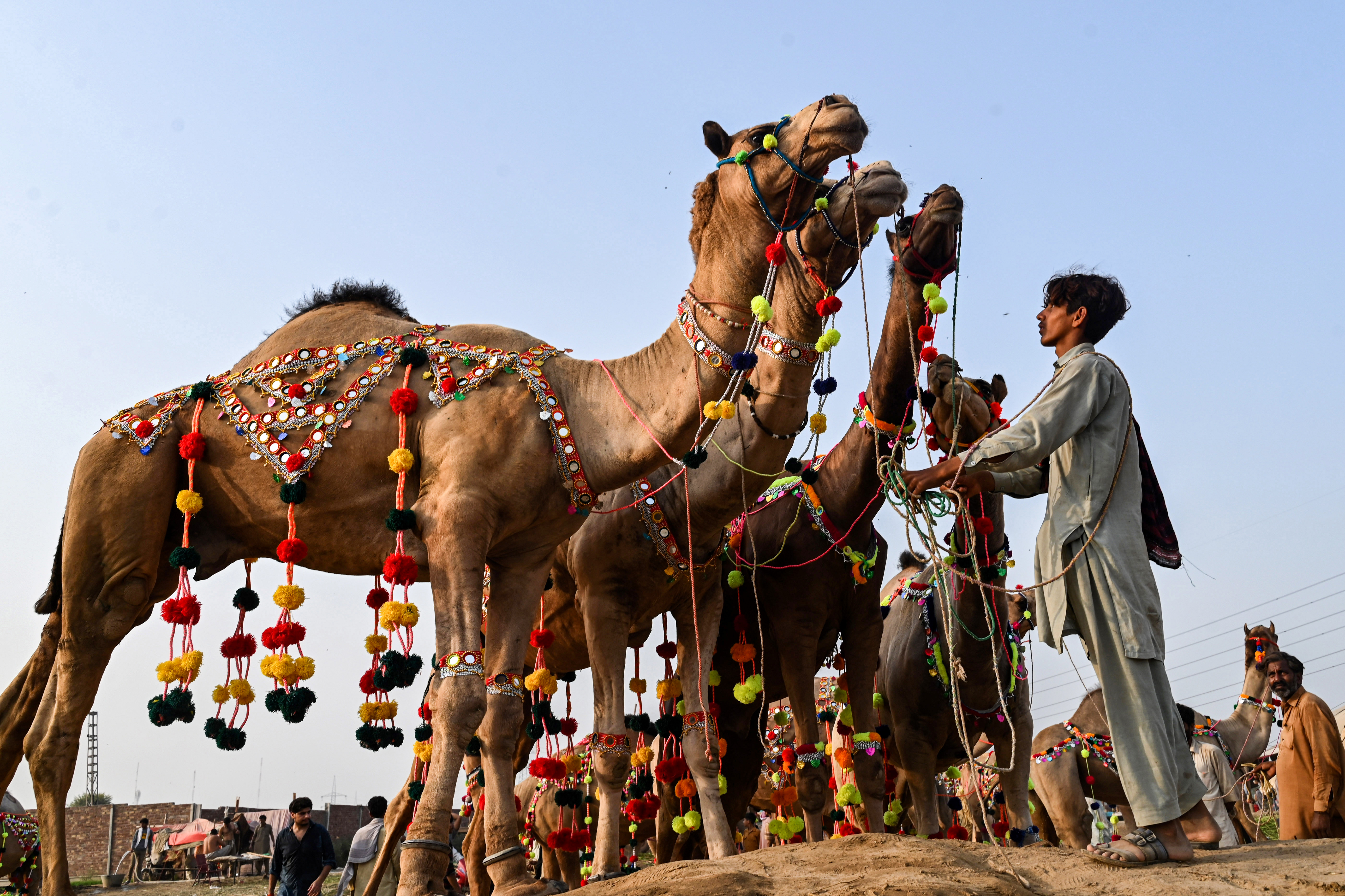 Pakistan Eid camels