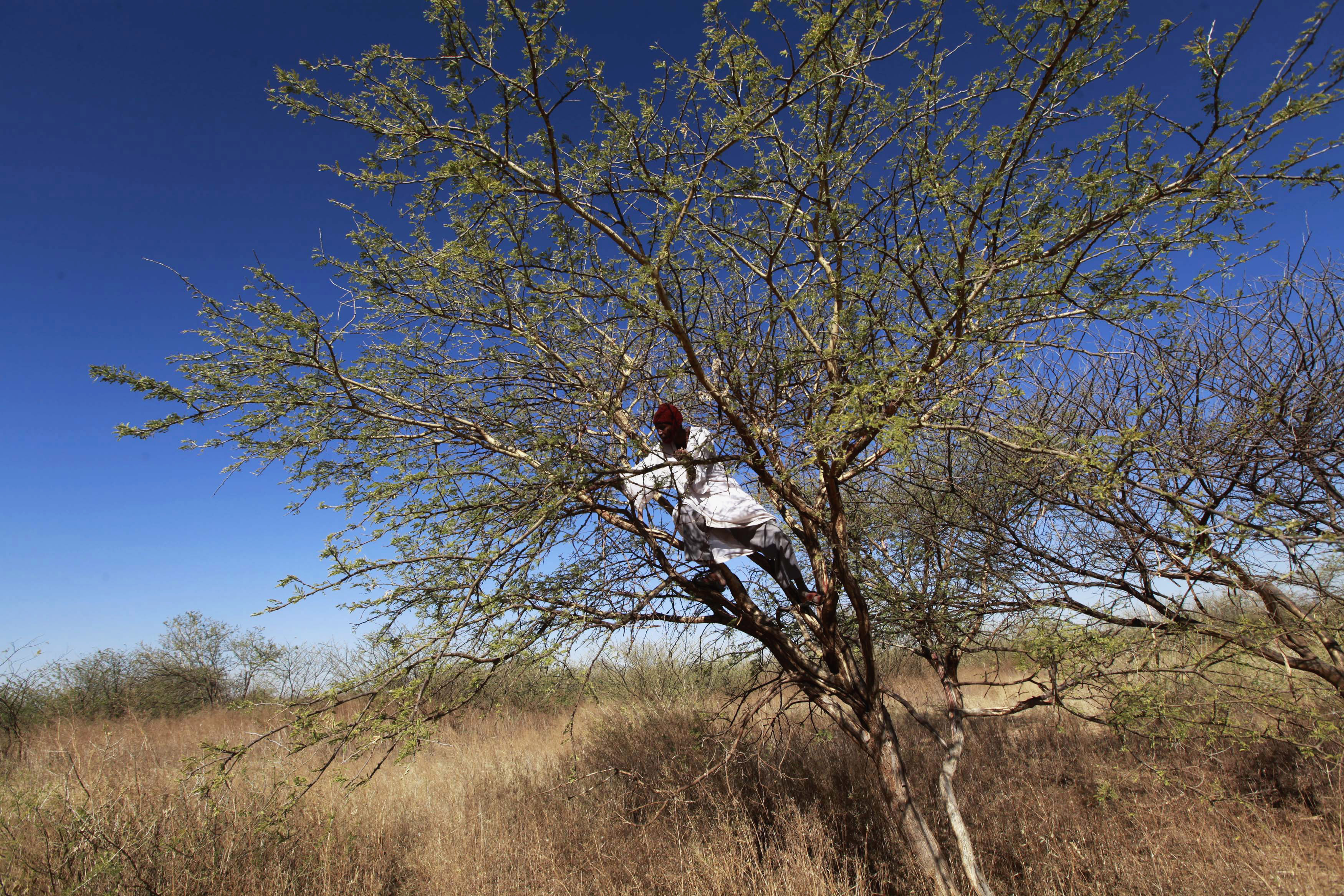 A farmer climbs on an Acacia tree to collect gum arabic in the western Sudanese town of El-Nahud