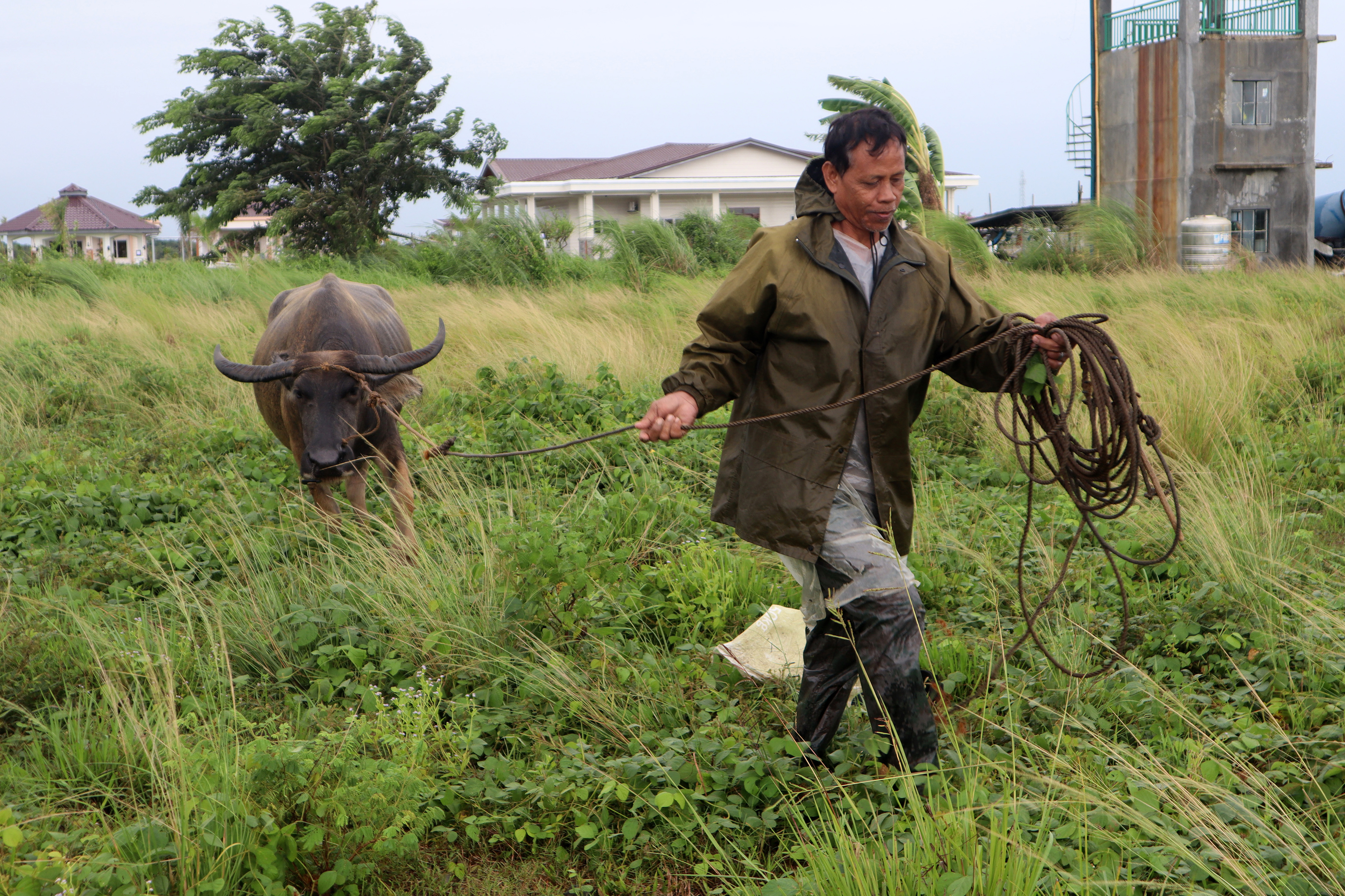 A farmer leads his water buffalo to a safer place in Ilagan town, Isabela province, north of Manila on July 25, 2023, as Typhoon Doksuri heads towards the northern Philippines