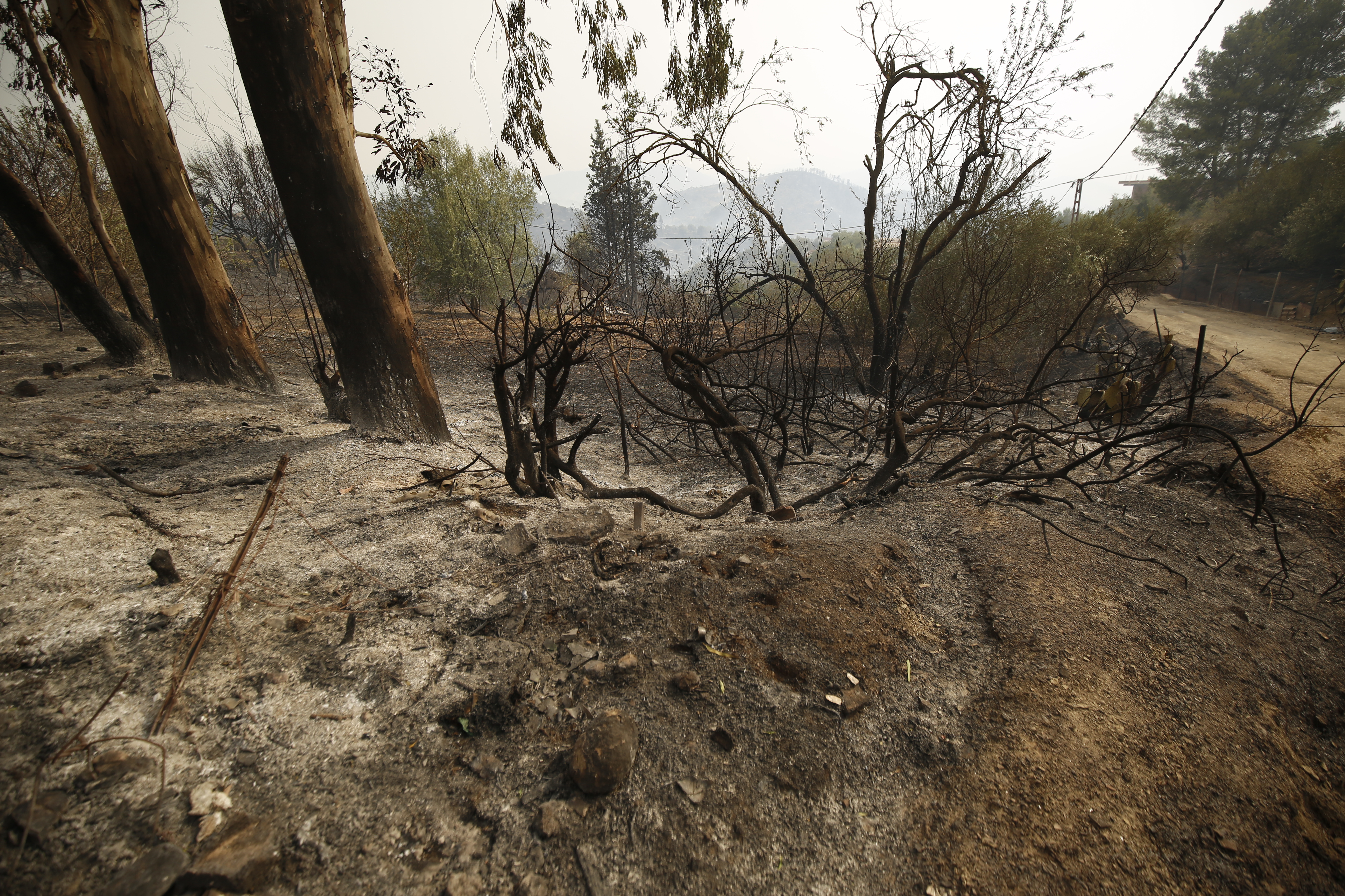 Forest fires kill 15 in Algeria