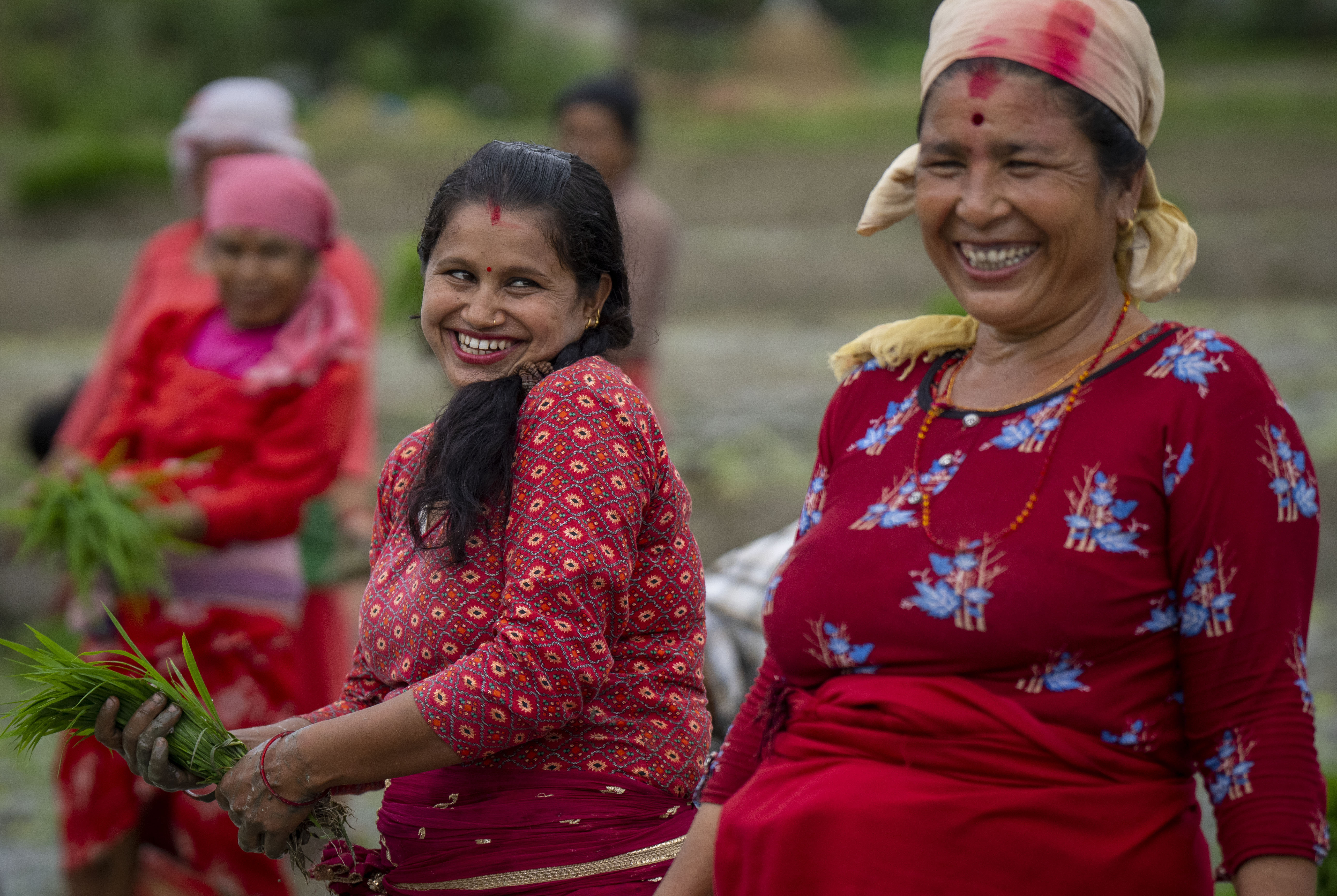 Farmers in Nepal celebrate rice planting day with special feasts and festivities