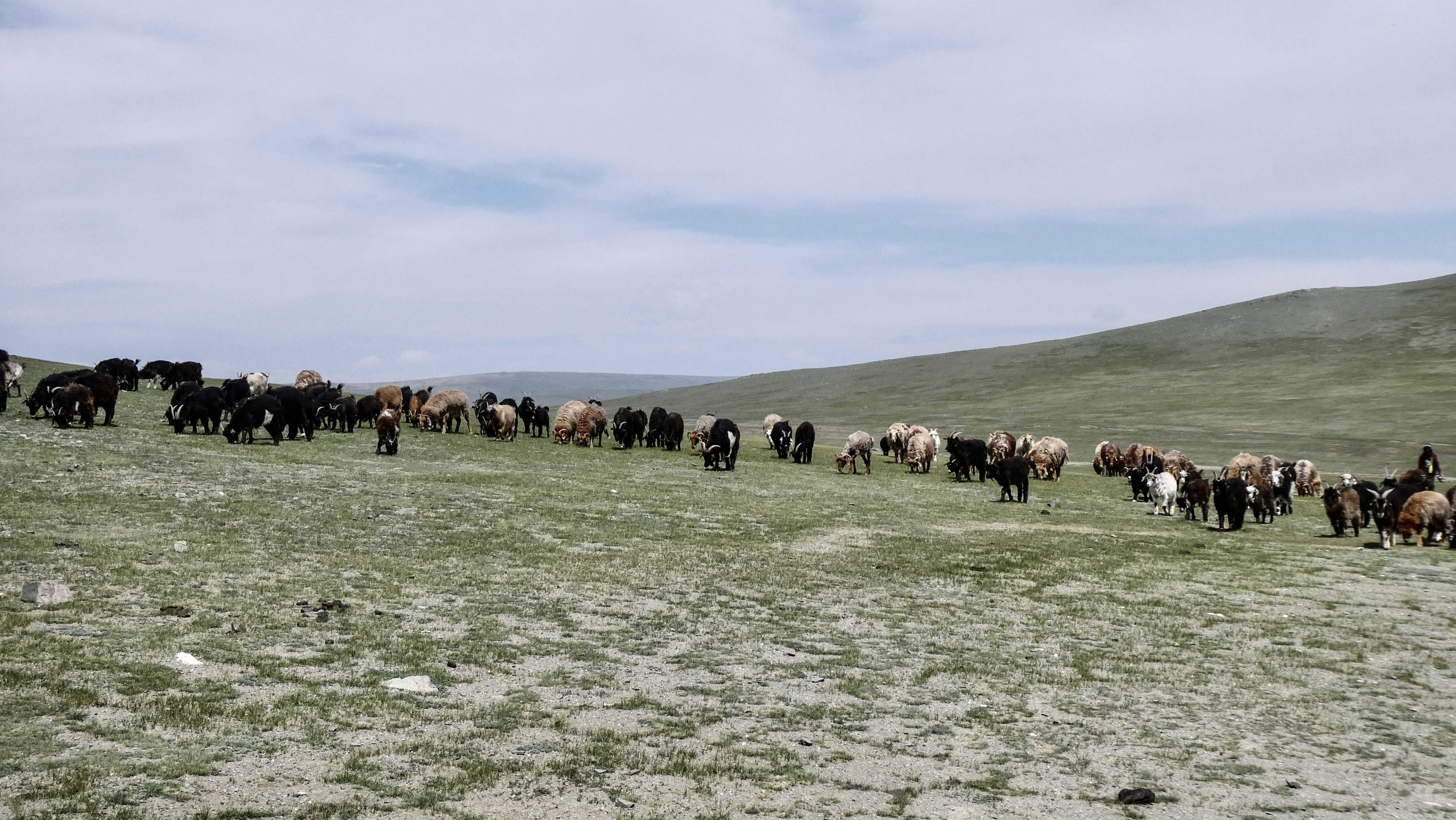 Mongolia’s brutal winters