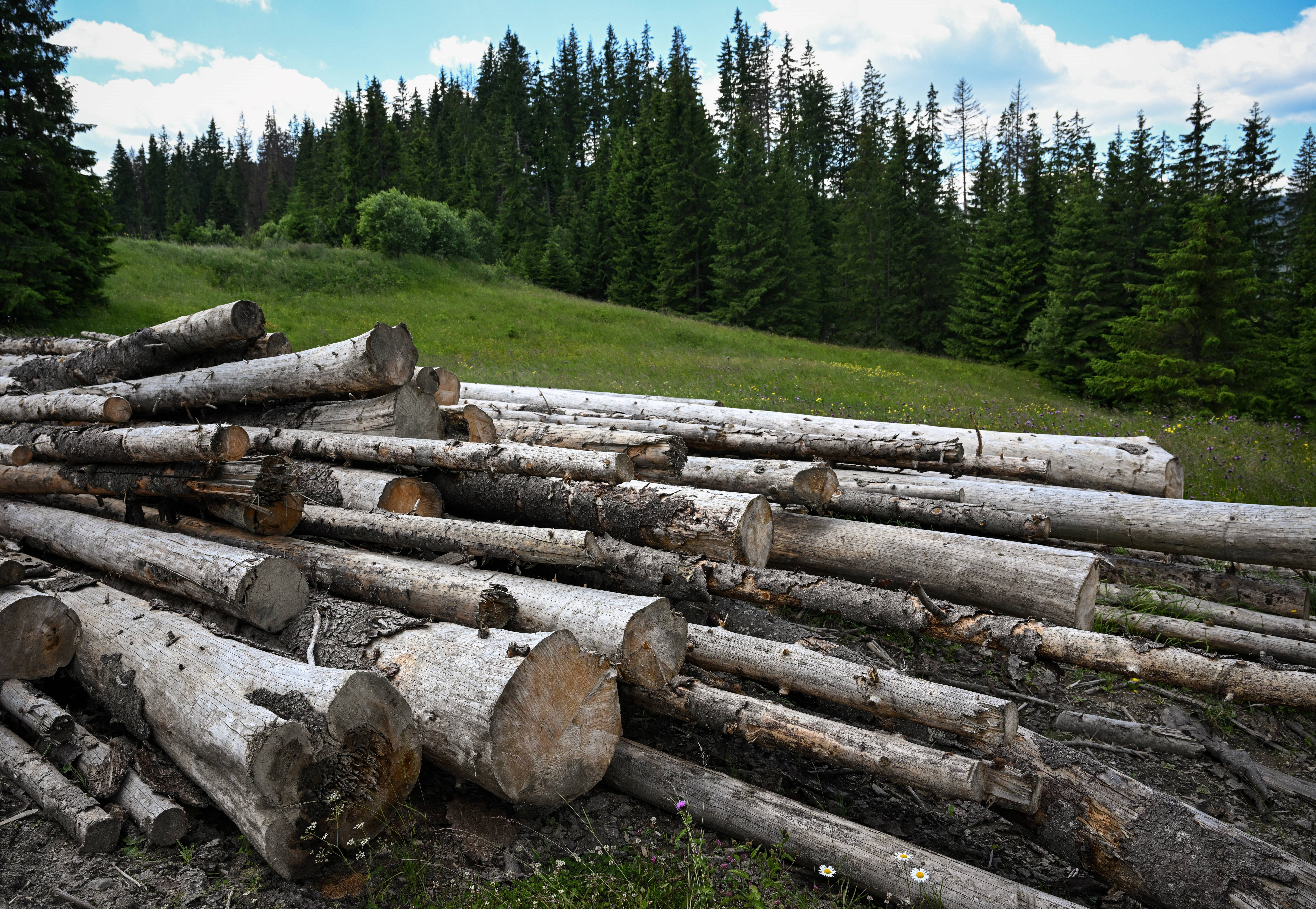 Logged wood is seen on a road in the Tarhaus Valley