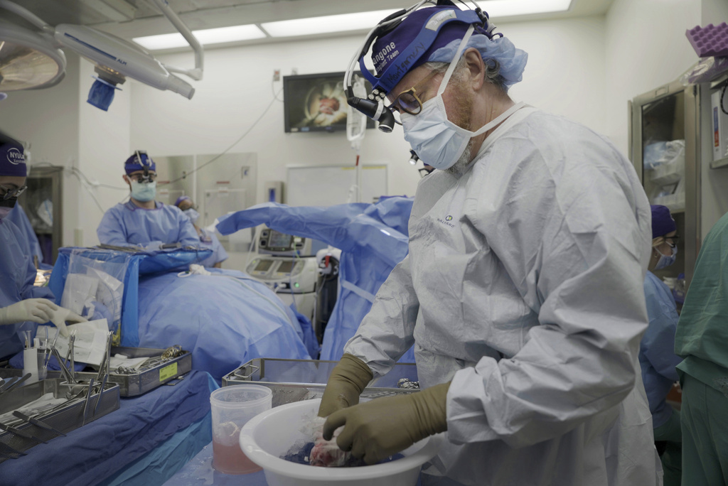 A surgeon prepares a pig kidney for transplant