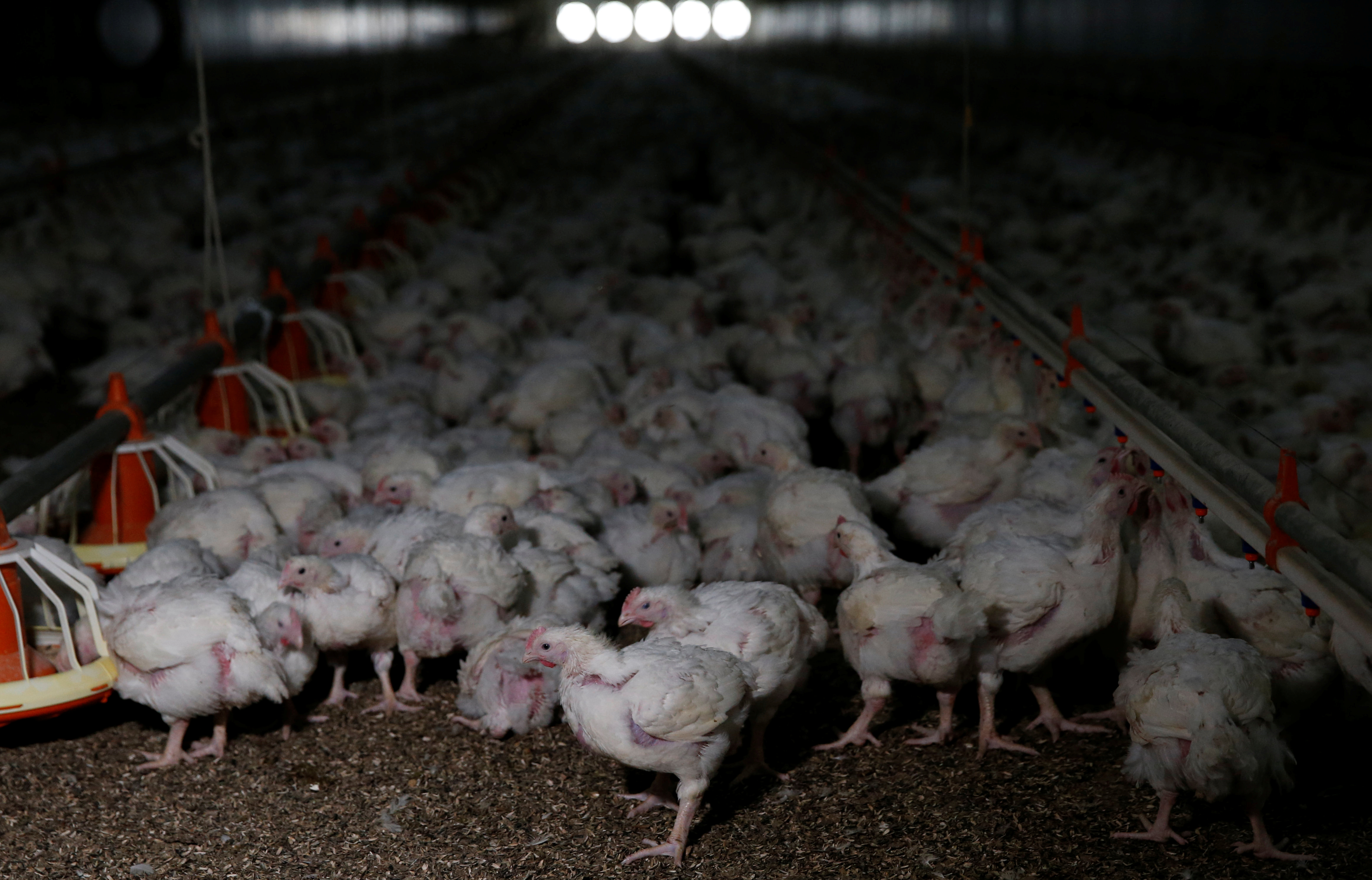 Chickens are seen at a poultry farm at Hartbeesfontein, a settlement near Klerksdorp, in the North West province, South Africa
