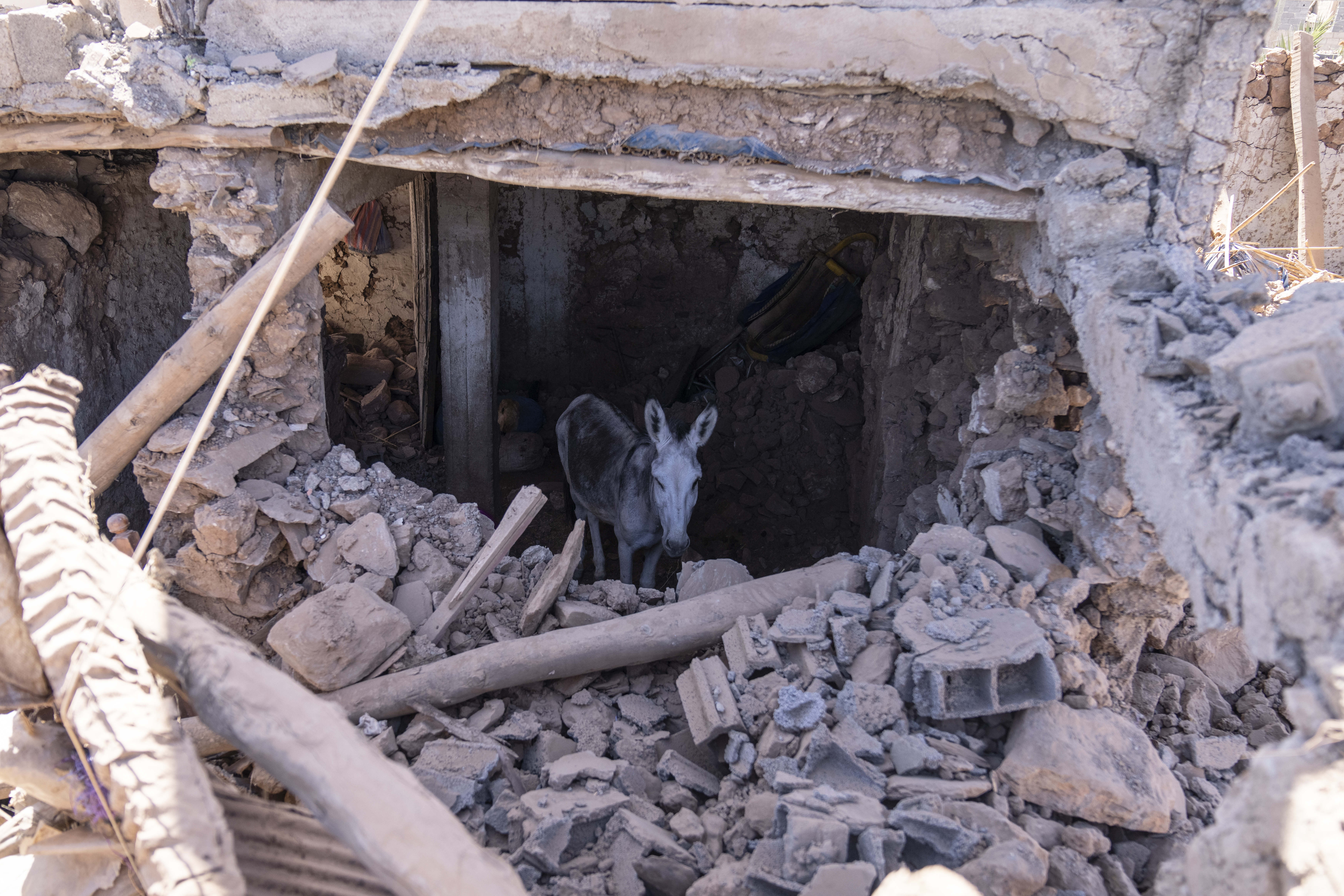 A donkey stands inside a building damaged by the earthquake in the village of Tafeghaghte, near Marrakech, Morocco, Monday, Sept. 11, 2023. Rescue crews expanded their efforts on Monday as the earthquake's death toll continued to climb to more than 2,400 and displaced people worried about where to find shelter. (AP Photo/Mosa'ab Elshamy)