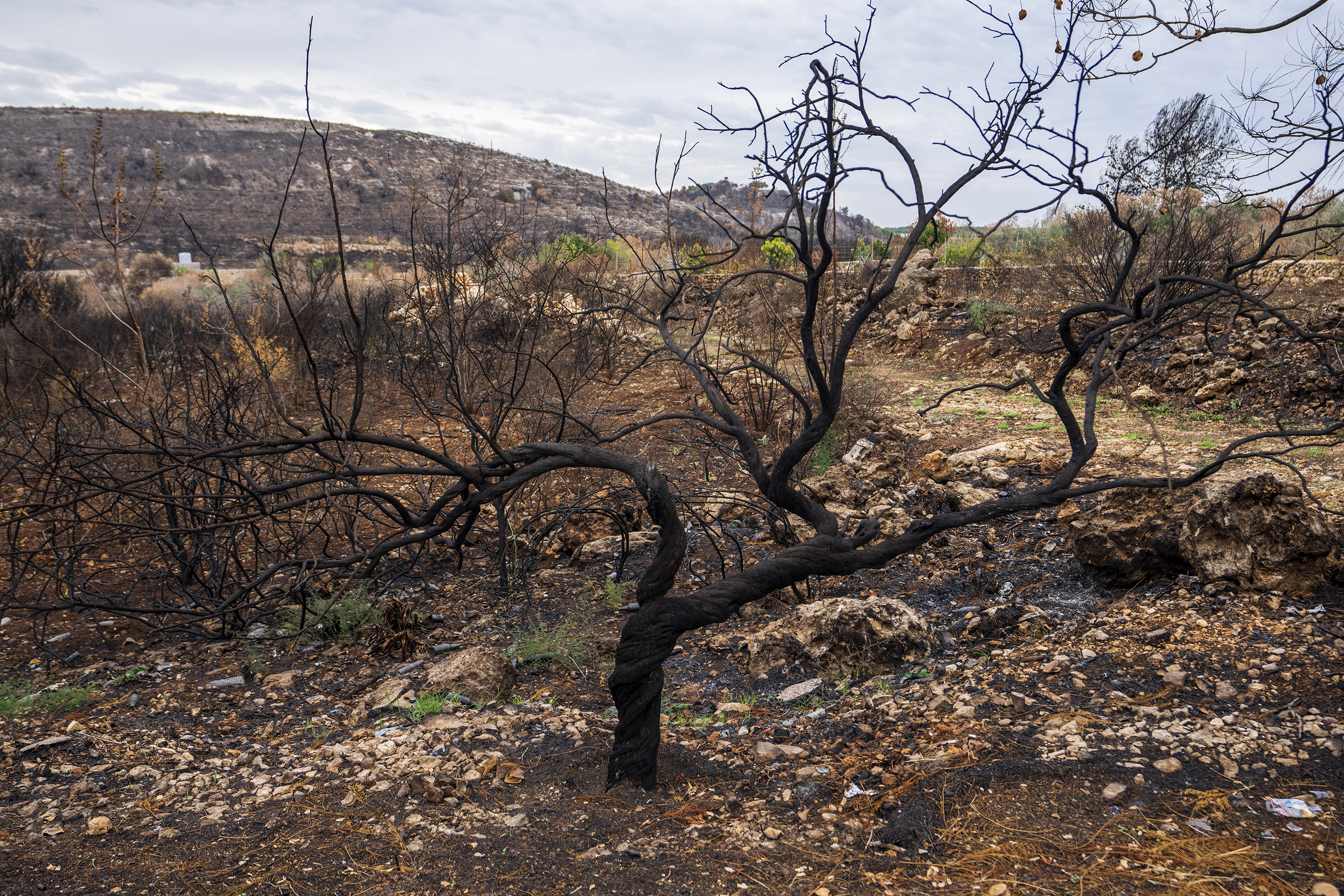 Burnt trees that local residents say were hit by white phosphorus shells from Israeli artillery are seen in Alma al-Shaab border village with Israel, south Lebanon.